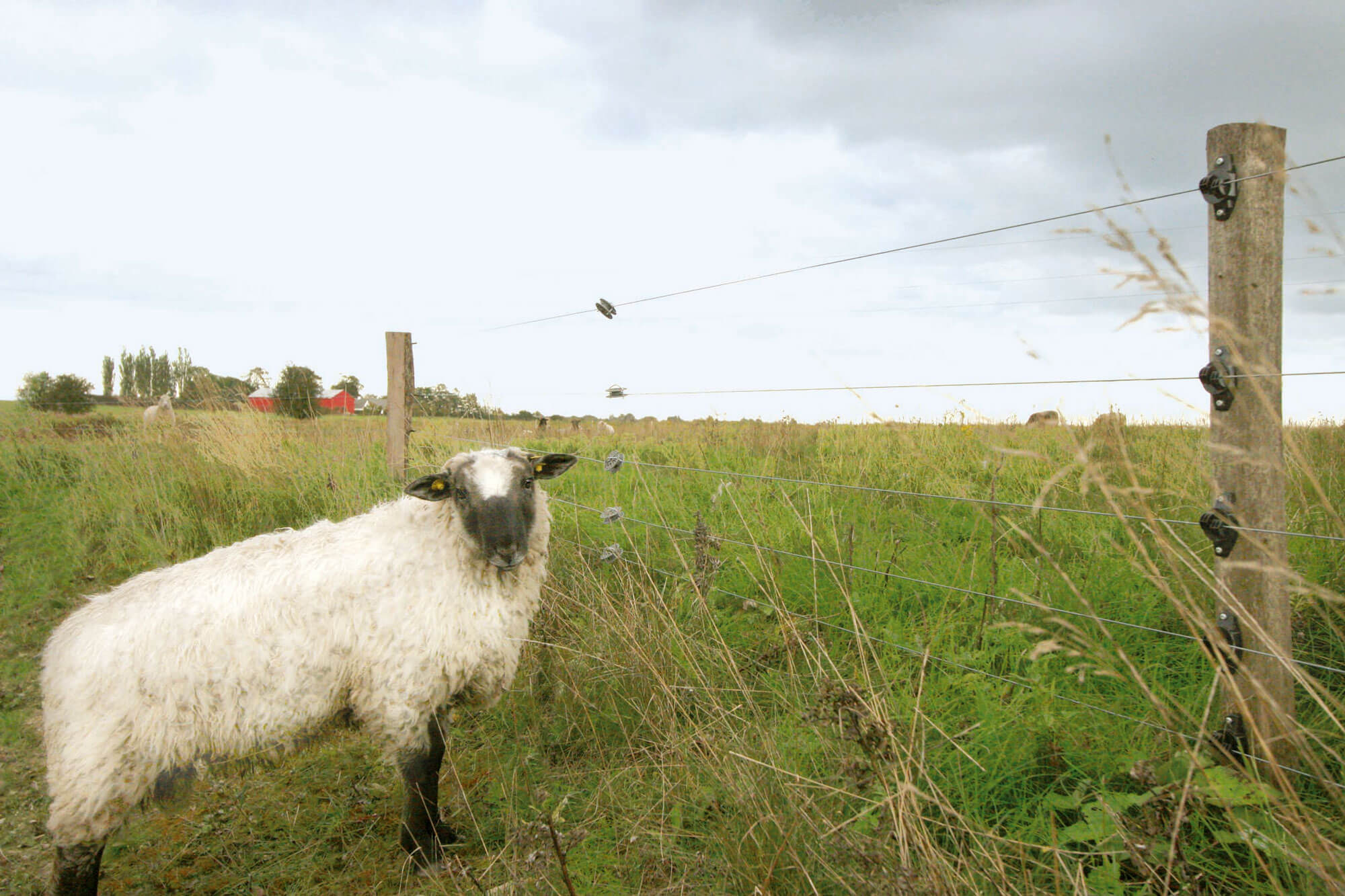 Een wit schaap staat voor een elektrisch hek en kijkt opzij.