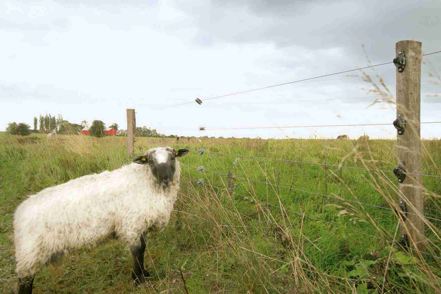 Een wit schaap staat voor een elektrisch hek en kijkt opzij.