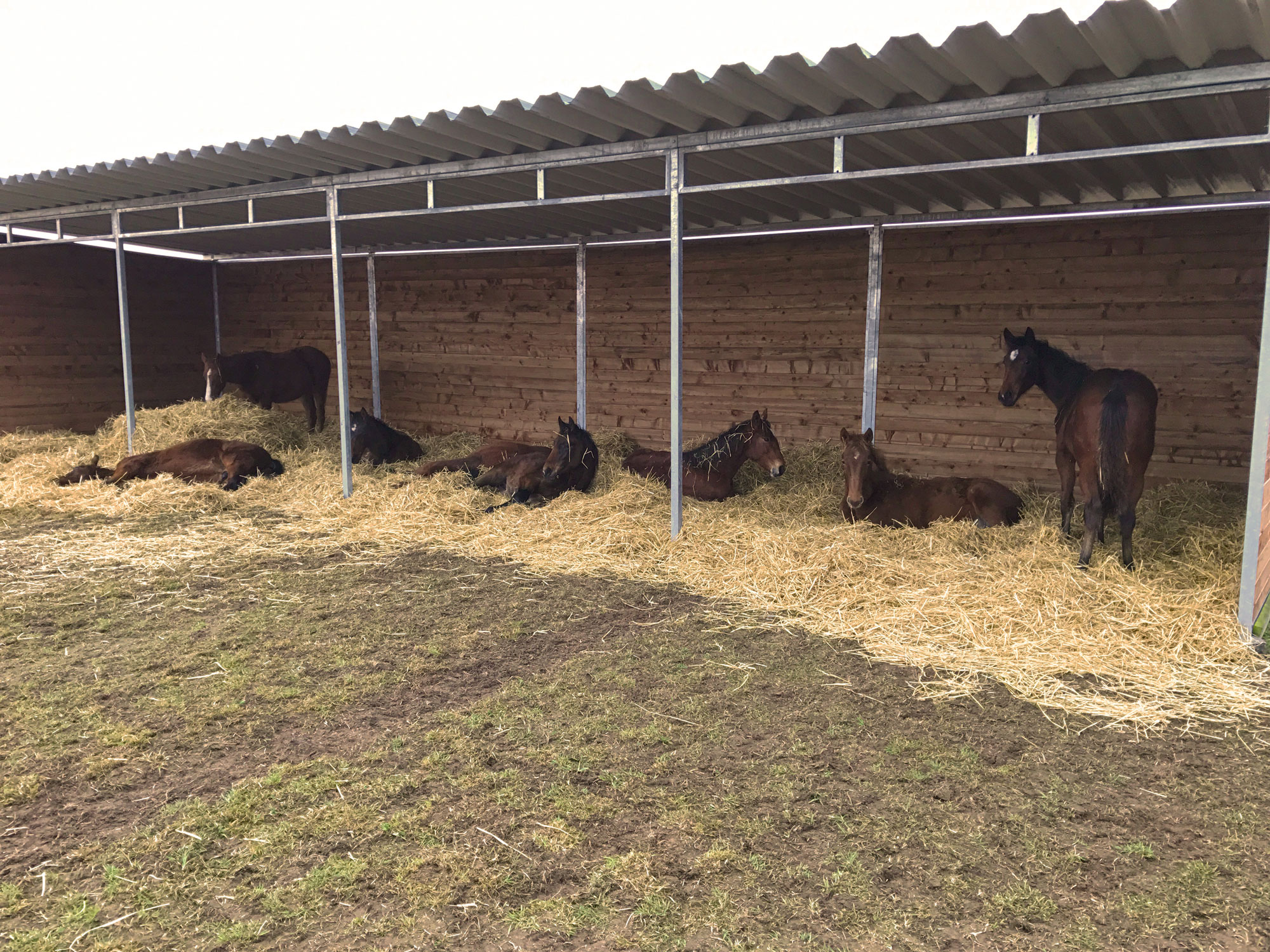 Zeven bruine paarden staan of liggen op een bed van stro in hun grote schuilstal.