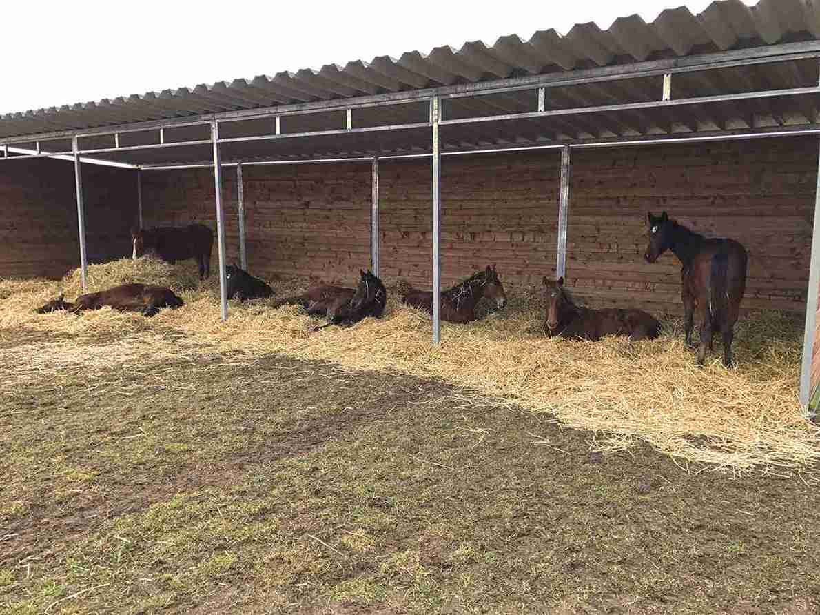 Zeven bruine paarden staan of liggen op een bed van stro in hun grote schuilstal.
