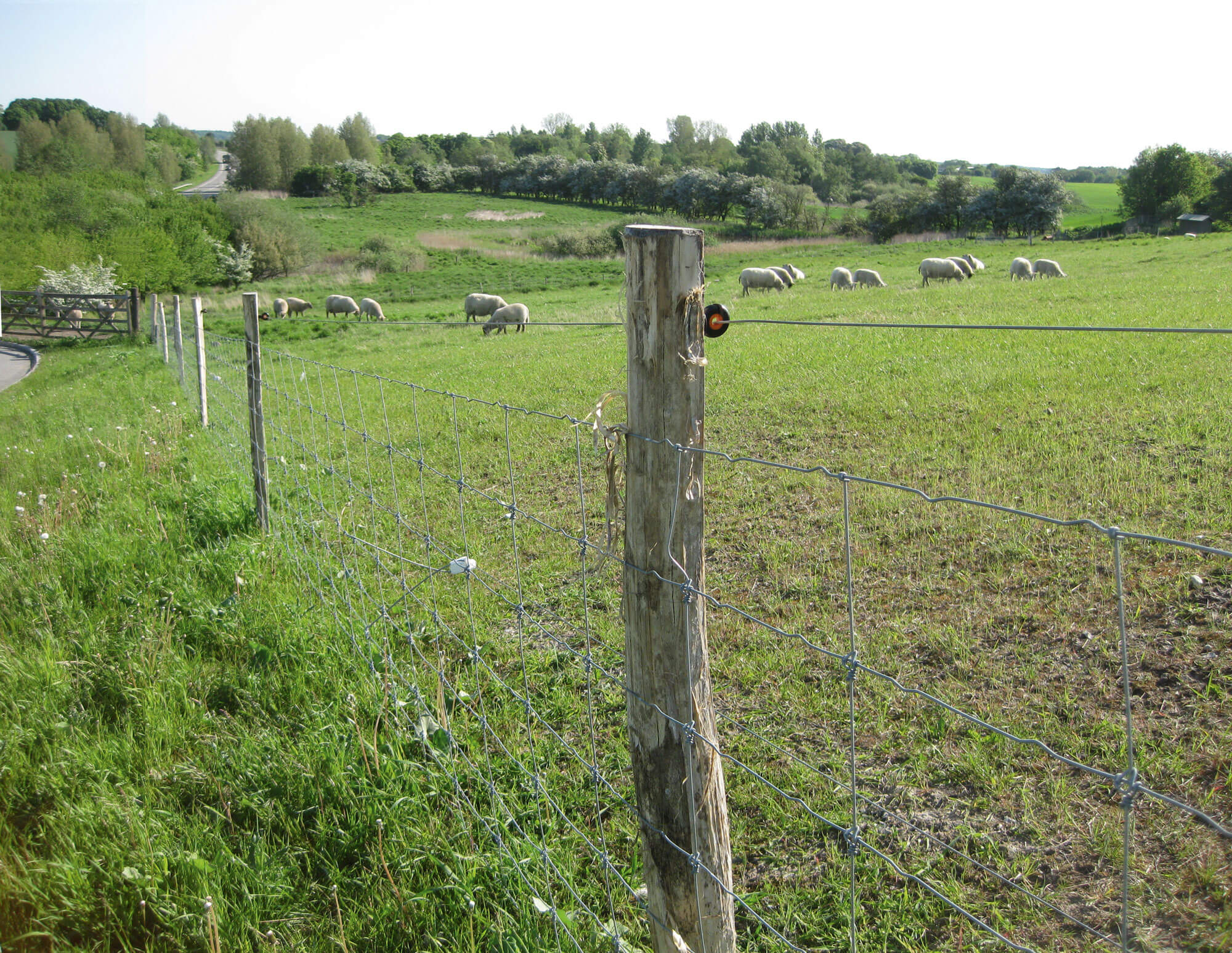 Een kudde schapen en lammeren graast in een omheining.