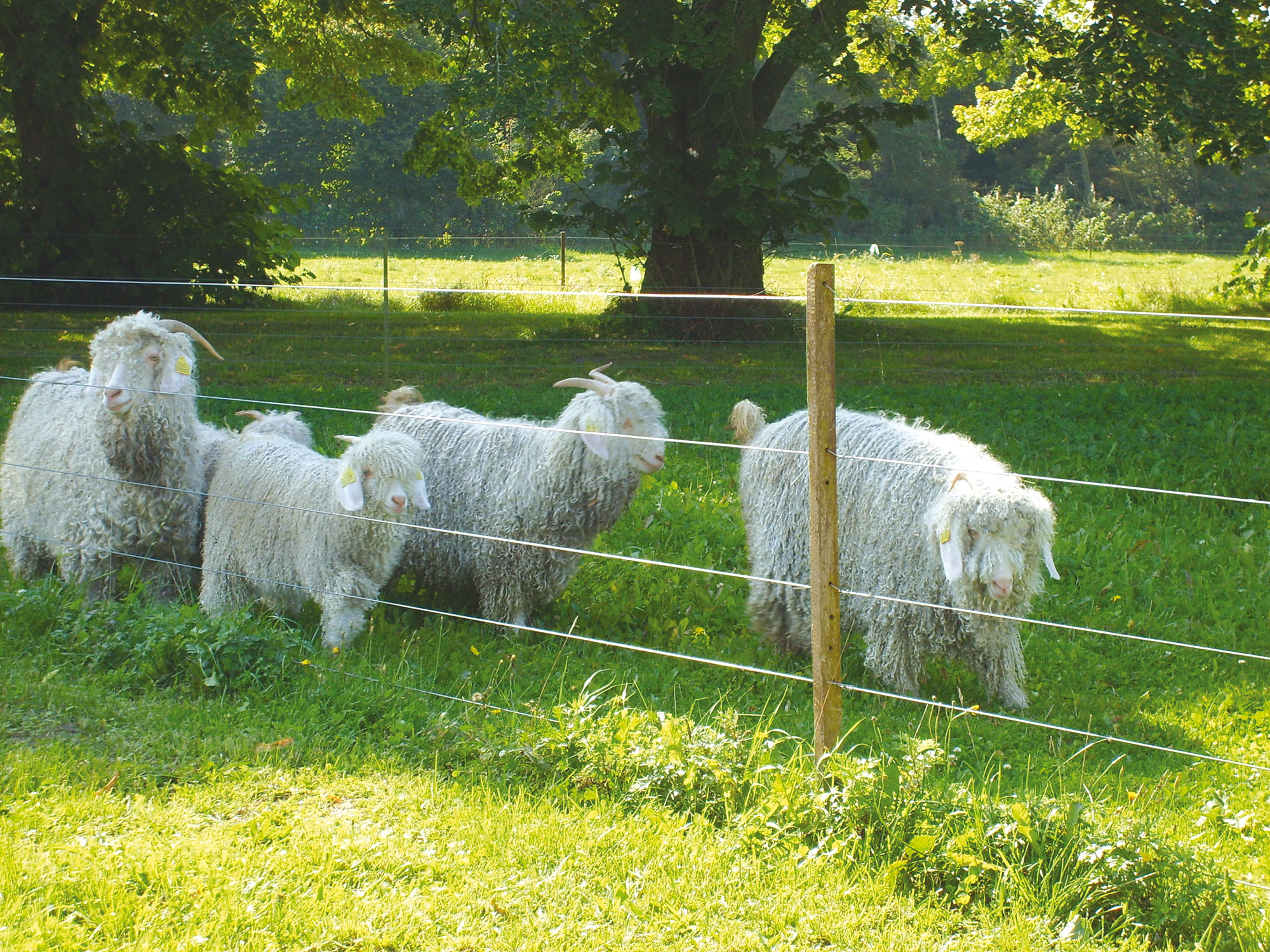 Poda | Elektrische omheining schapen | afrastering geiten | duurzaam