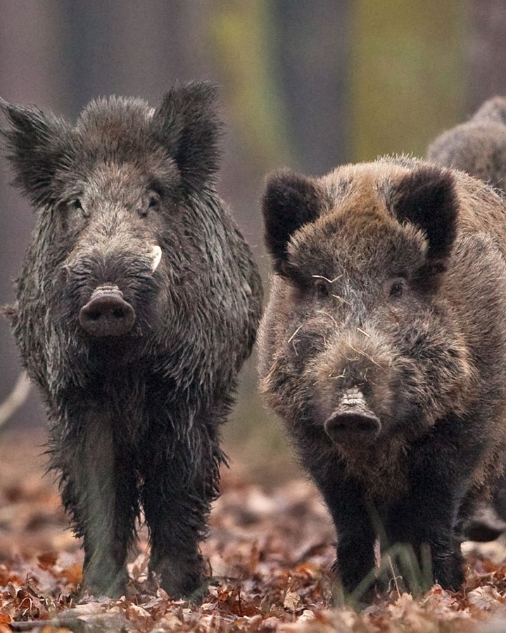 Twee wilde zwijnen in een bos.