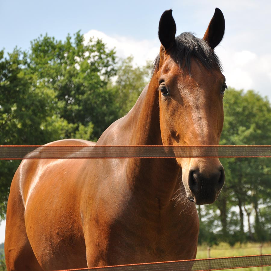 Een bruin paard staat achter een elektrisch hek van band.