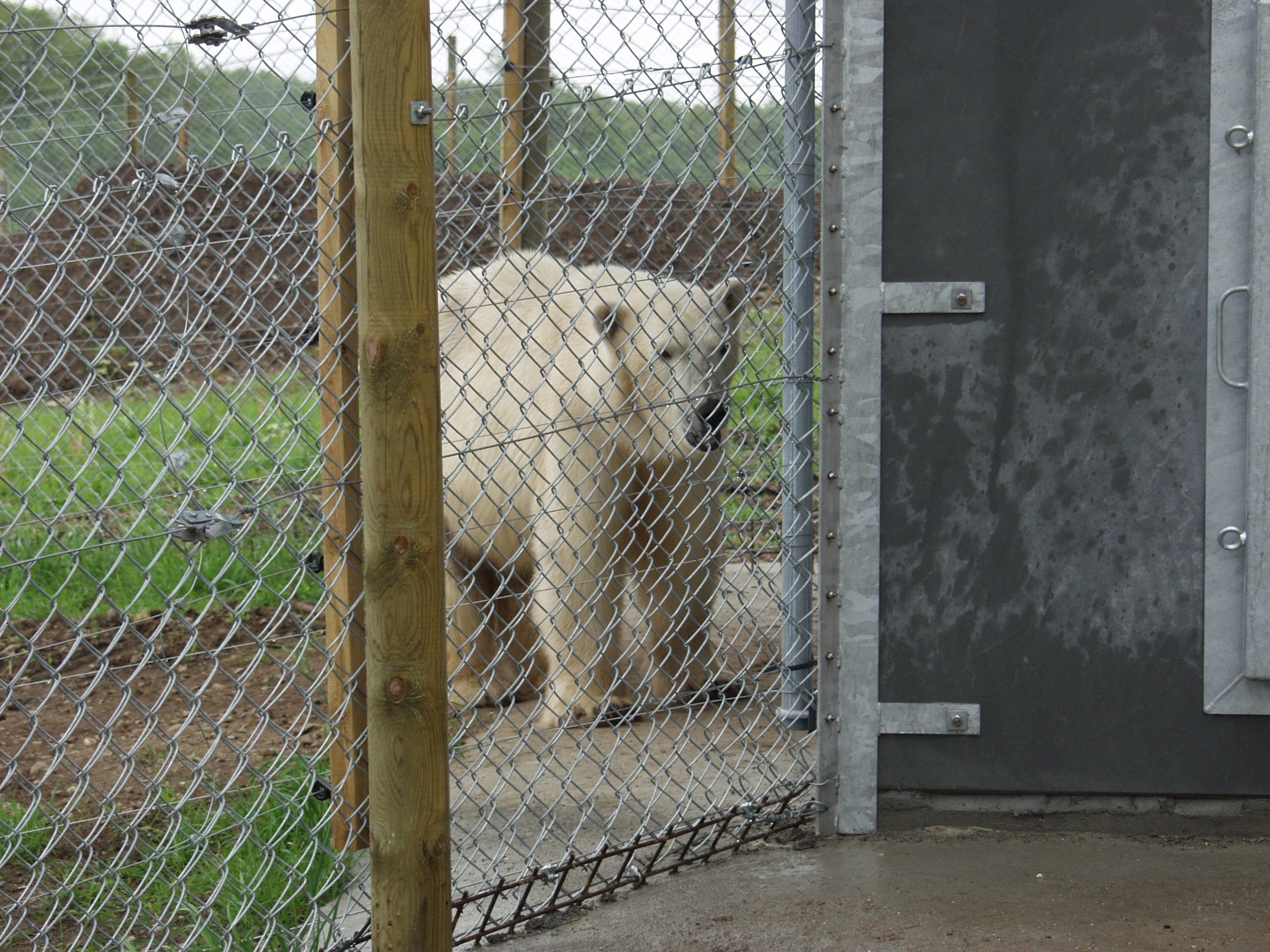Een ijsbeer loopt veilig in zijn verblijf, dat zowel uit een elektrische omheining als uit een netomheining bestaat.
