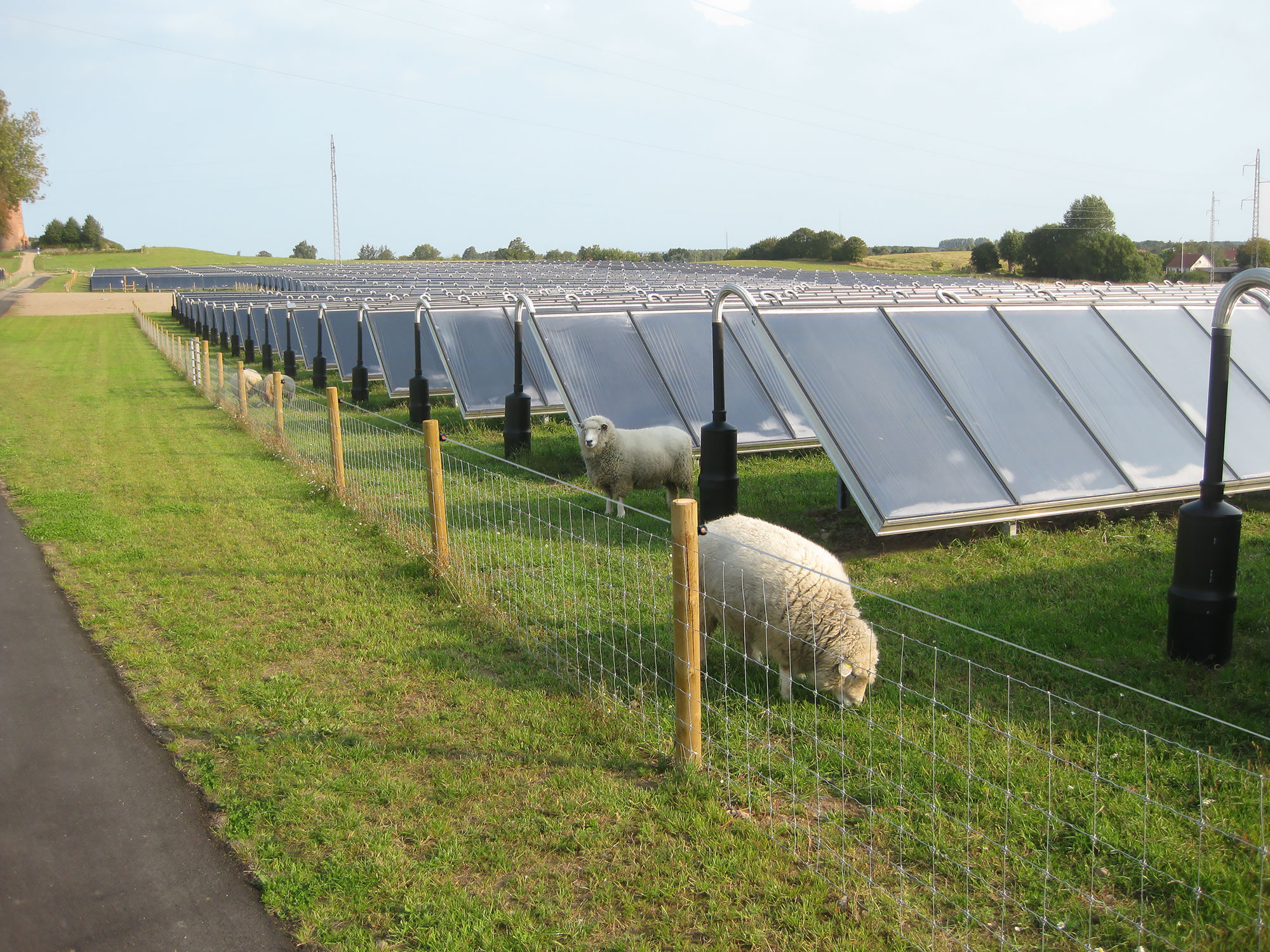 In een omheind zonnepark grazen enkele schapen.