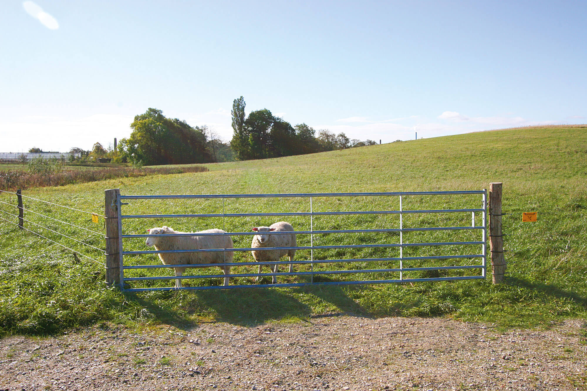 Twee schapen kijken uit hun kooi door een stalen hek.