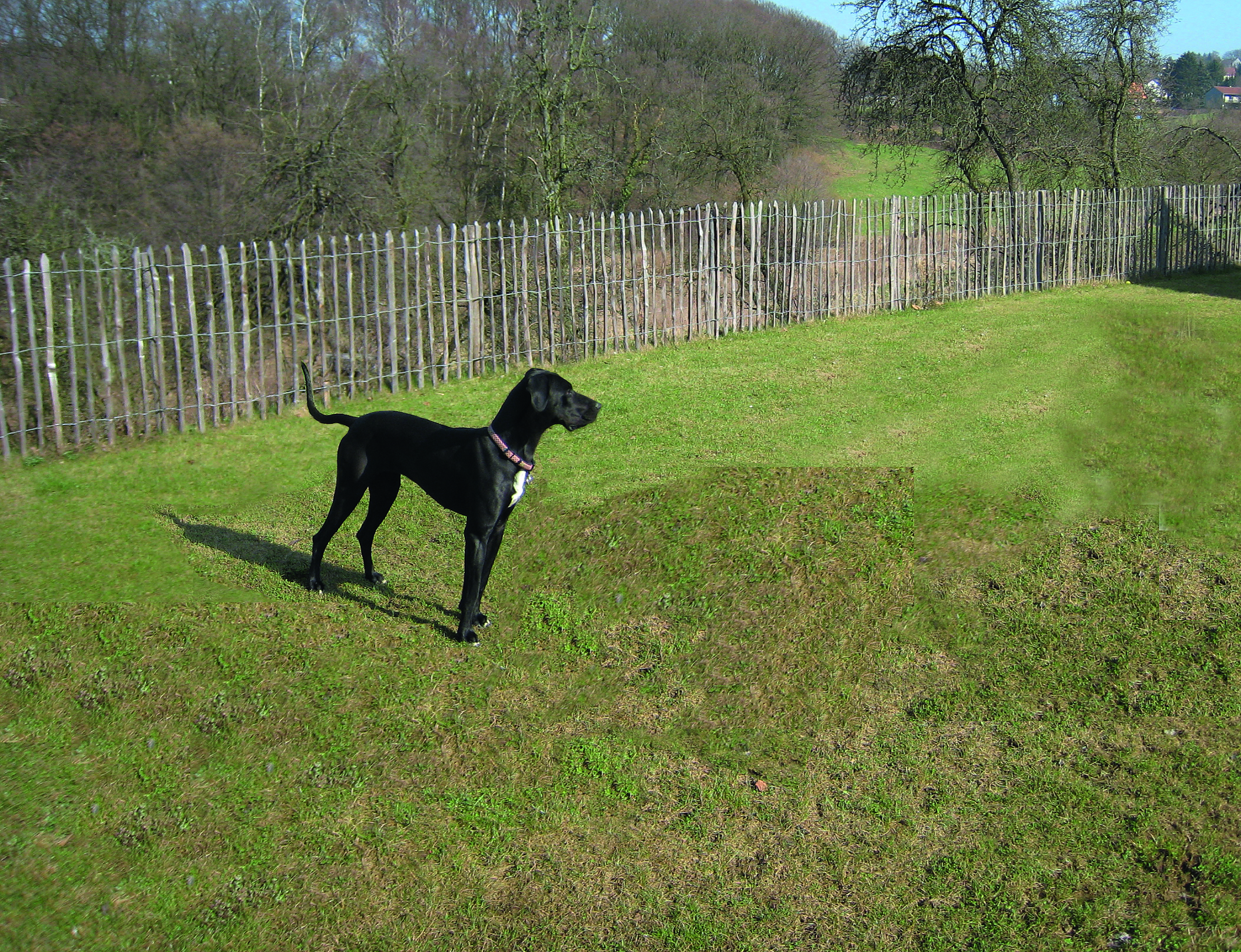 Een hond staat op een grasveld omgeven door een hek van kastanjehout van Poda Omheiningen