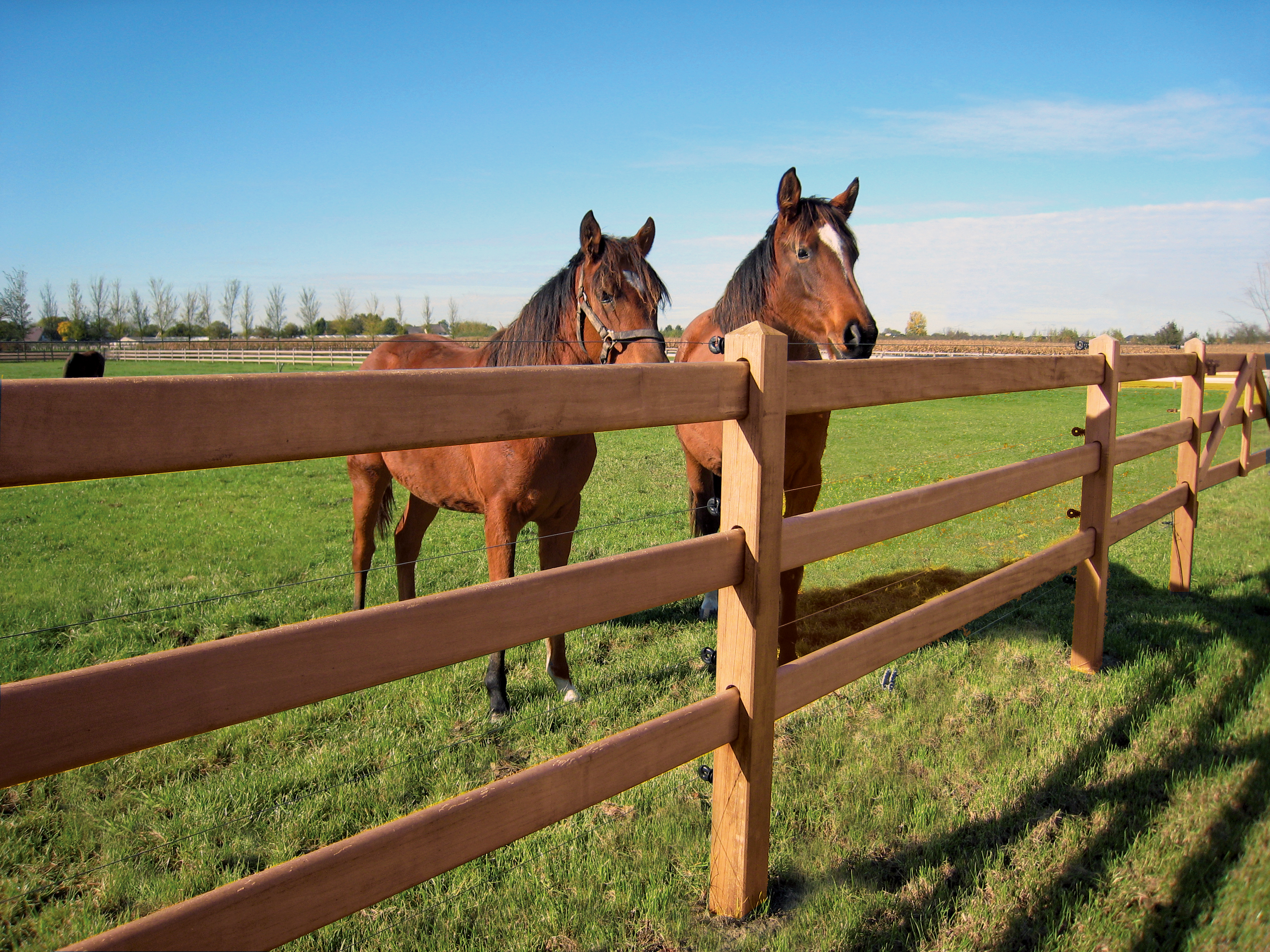 Twee paarden staan rustig achter een Marster paardenomheining