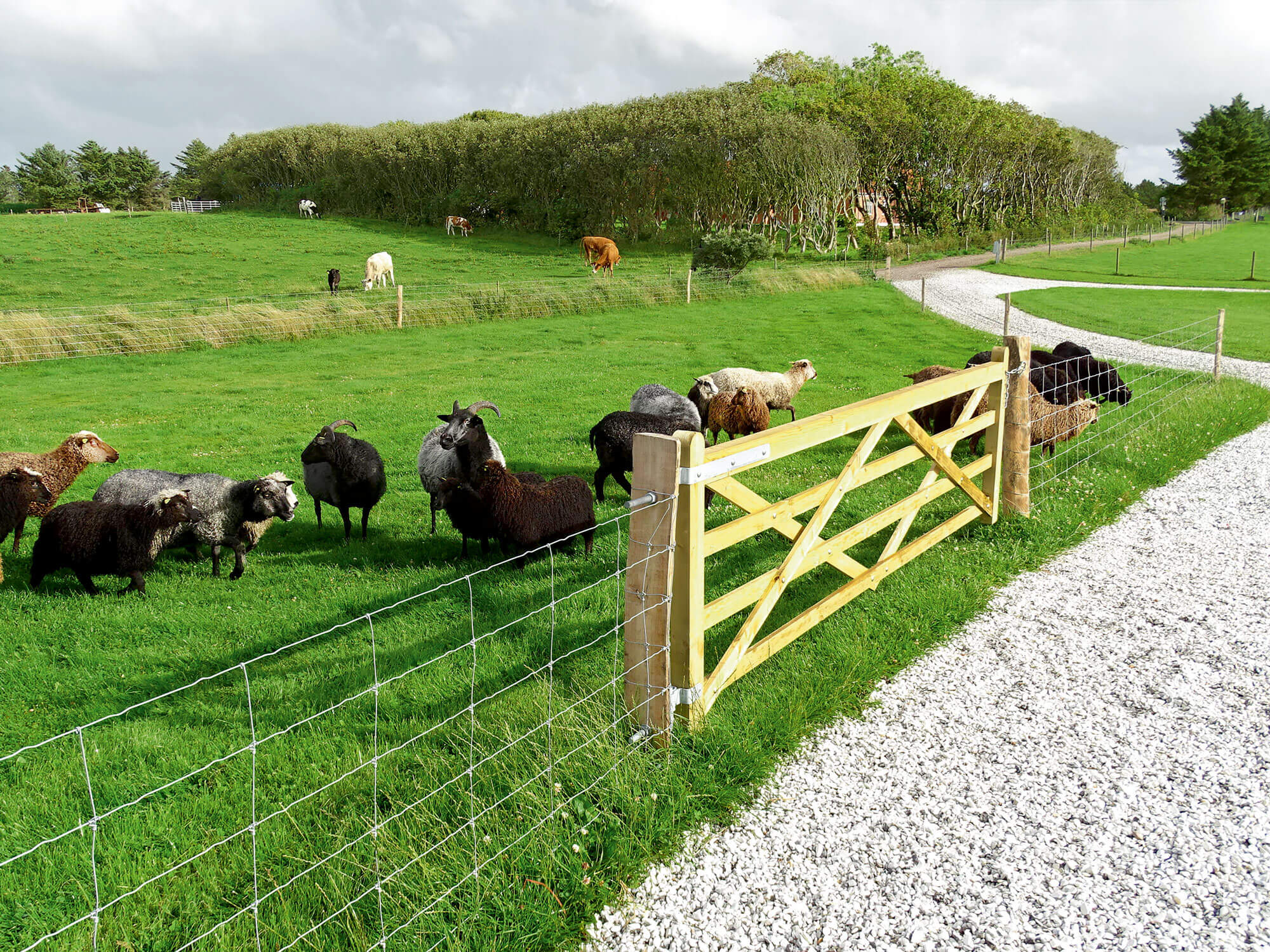 Op de voorgrond graast een kudde schapen achter een nethek. Op de achtergrond grazen enkele paarden in een aparte paddock.