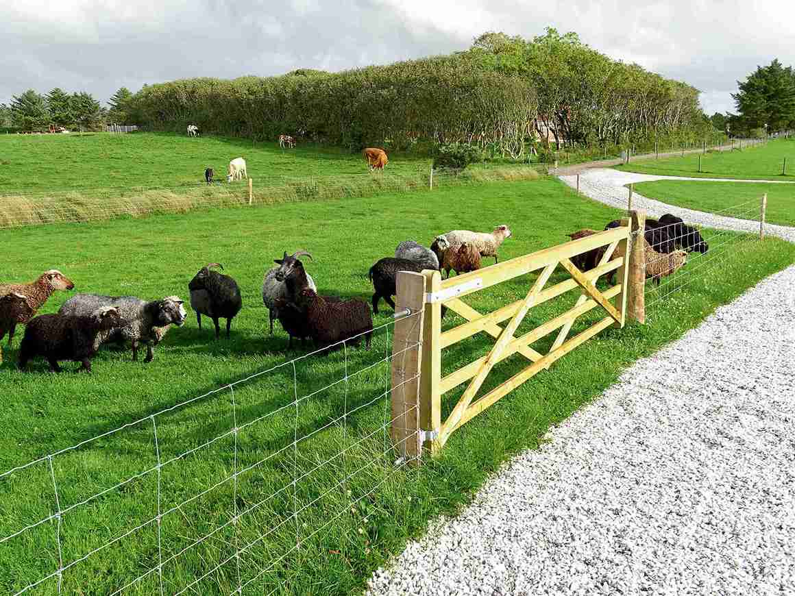 Op de voorgrond graast een kudde schapen achter een nethek. Op de achtergrond grazen enkele paarden in een aparte paddock.