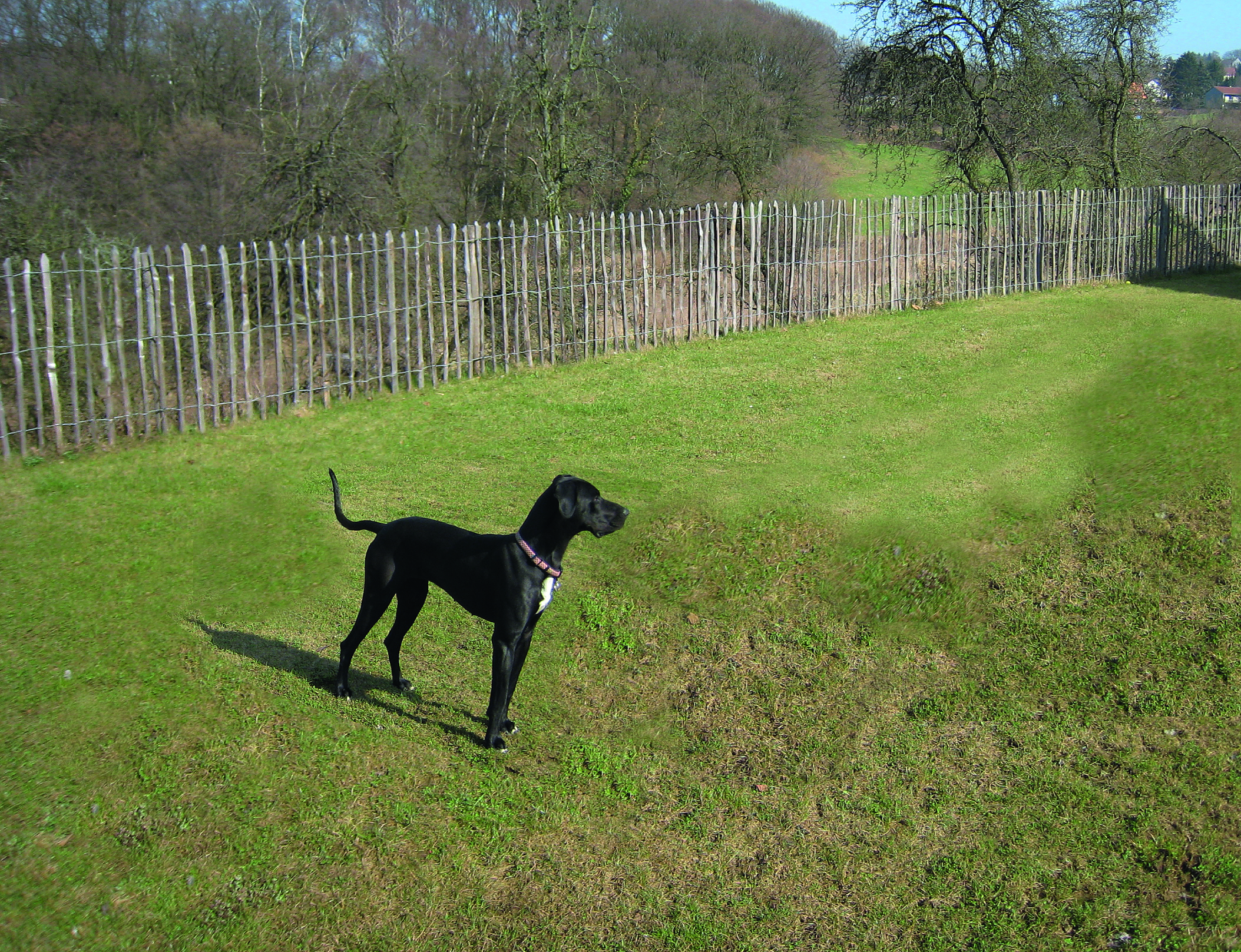 Een hond staat op een grasveld omgeven door een hek van kastanjehout van Poda Omheiningen