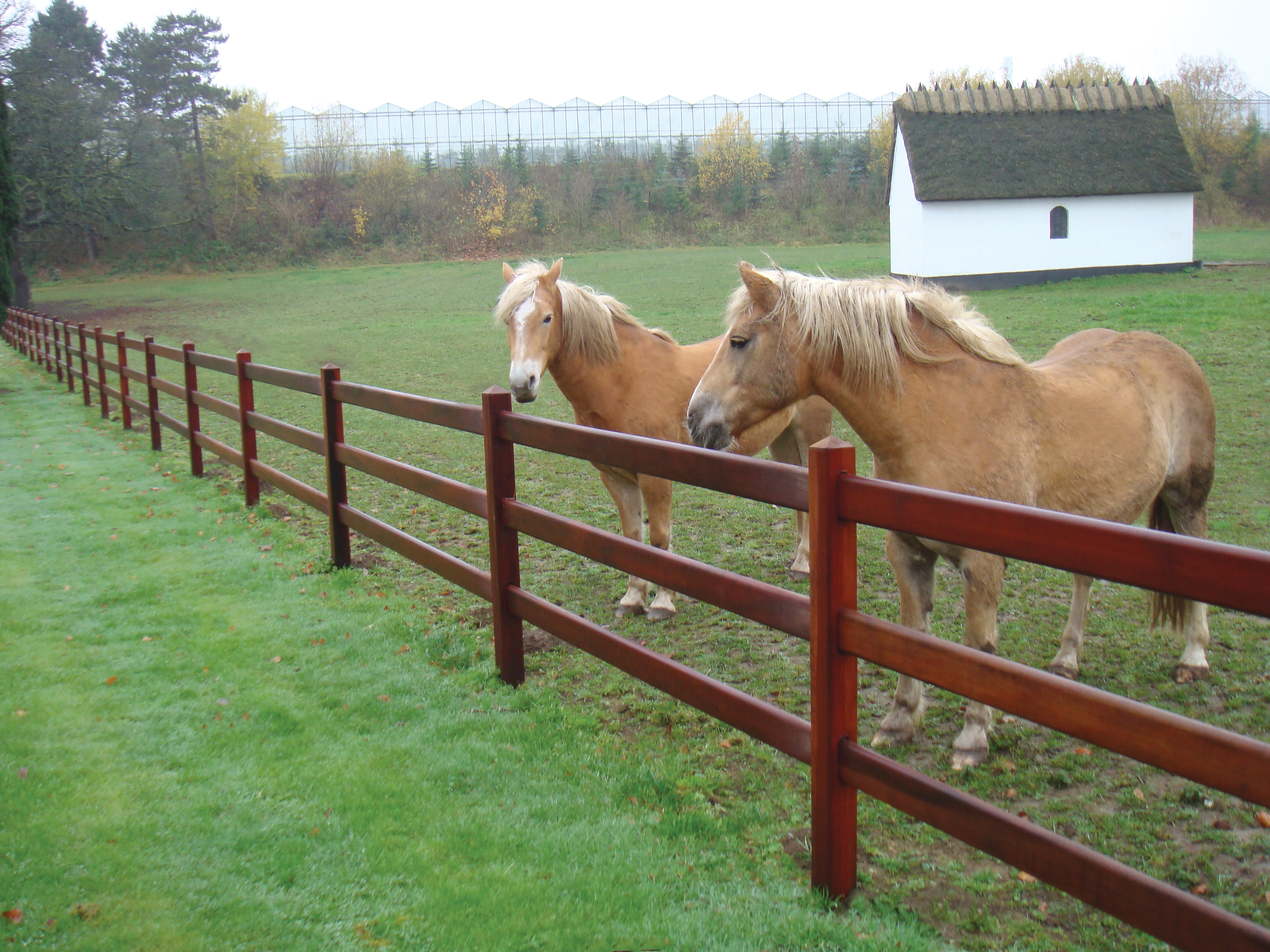 Op de voorgrond staan twee paarden bij een Master hekwerk. Op de achtergrond staat een stalgebouw en een kas.