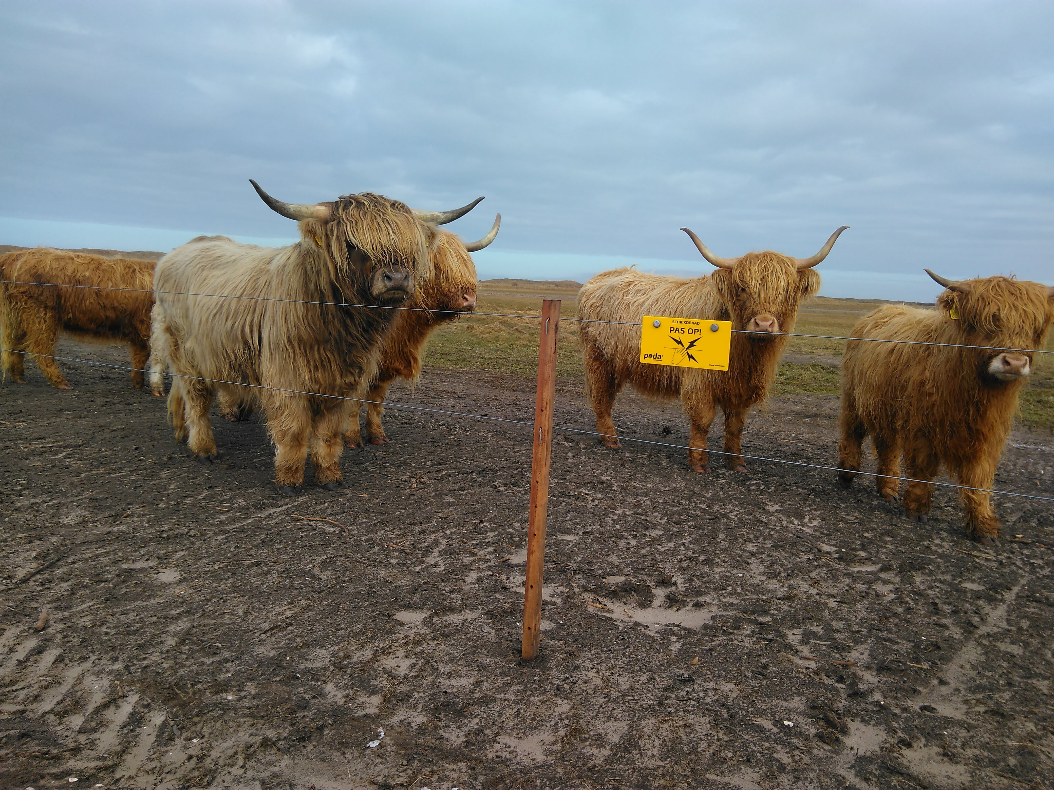 Een kudde Highland runderen staat bij elkaar bij een elektrisch hek.