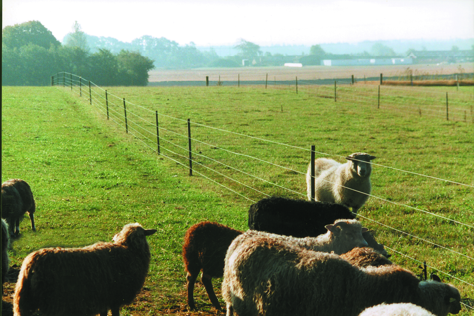 Een kudde schapen en een ram lopen in aparte hokken gescheiden door een elektrisch hek.