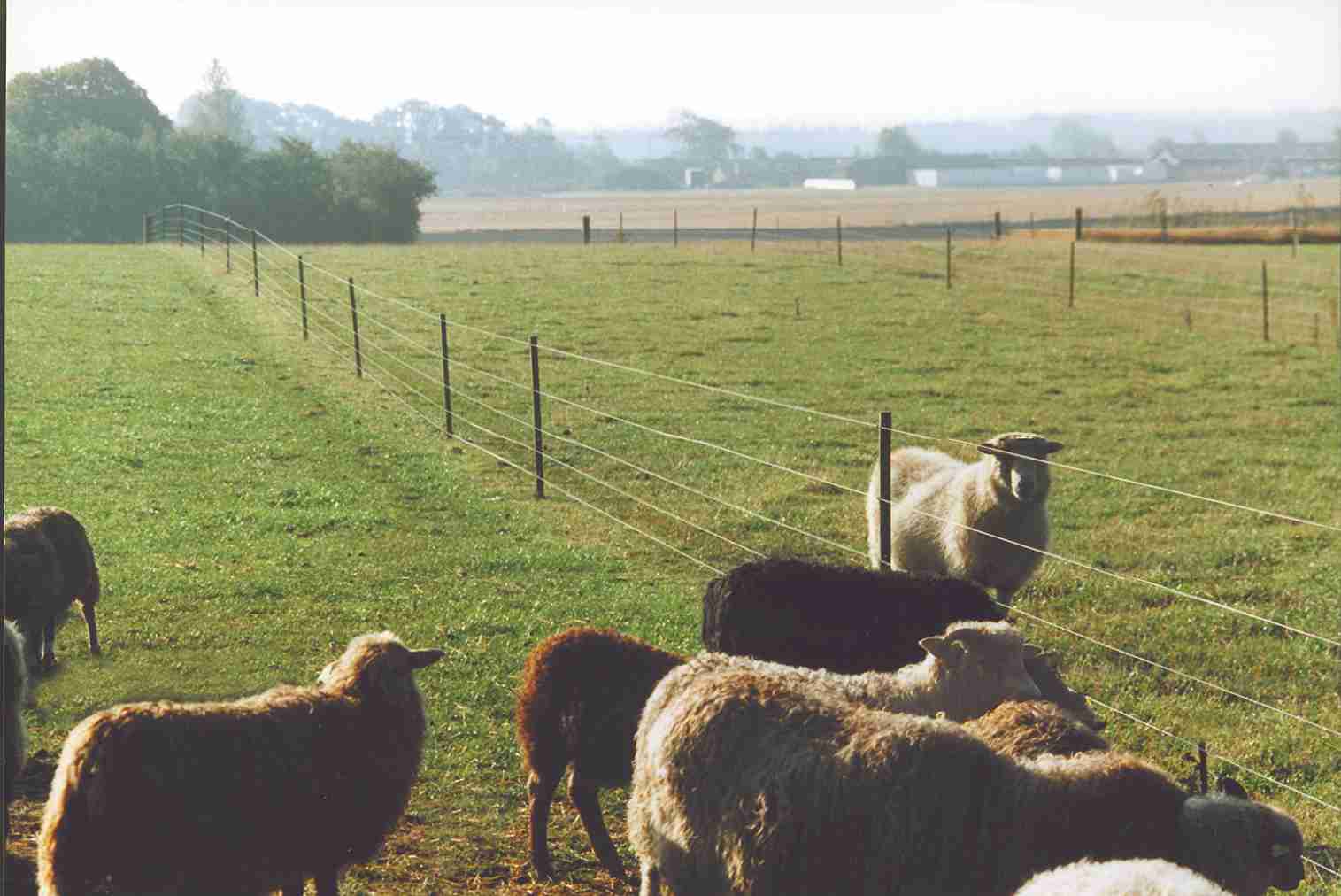 Een kudde schapen en een ram lopen in aparte hokken gescheiden door een elektrisch hek.