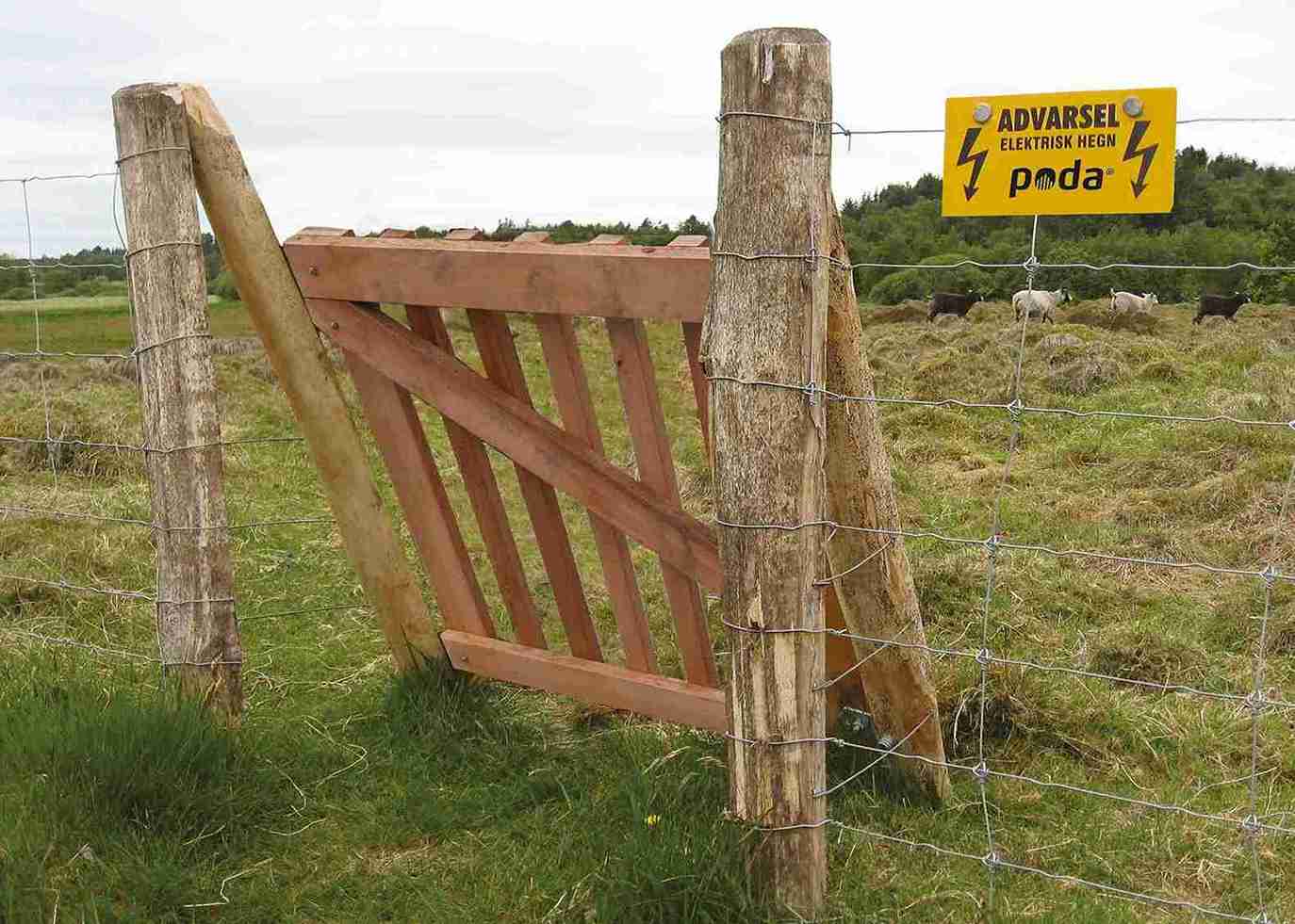 Vier schapen lopen in een omheining van gaas en elektrische afrastering. Het hek heeft een houten poort als in- en uitgang