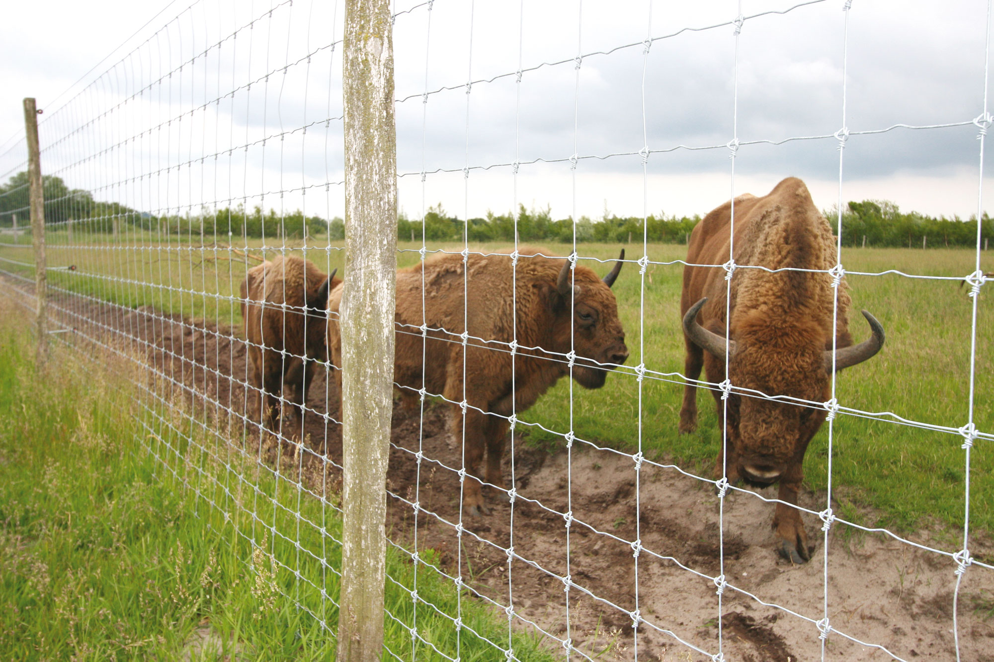 Drie bizons staan achter een hoog hek in een dierentuin.