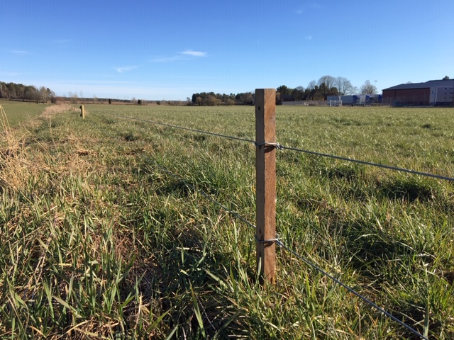 Een elektrisch hek beschermt een veld tegen wilde zwijnen.