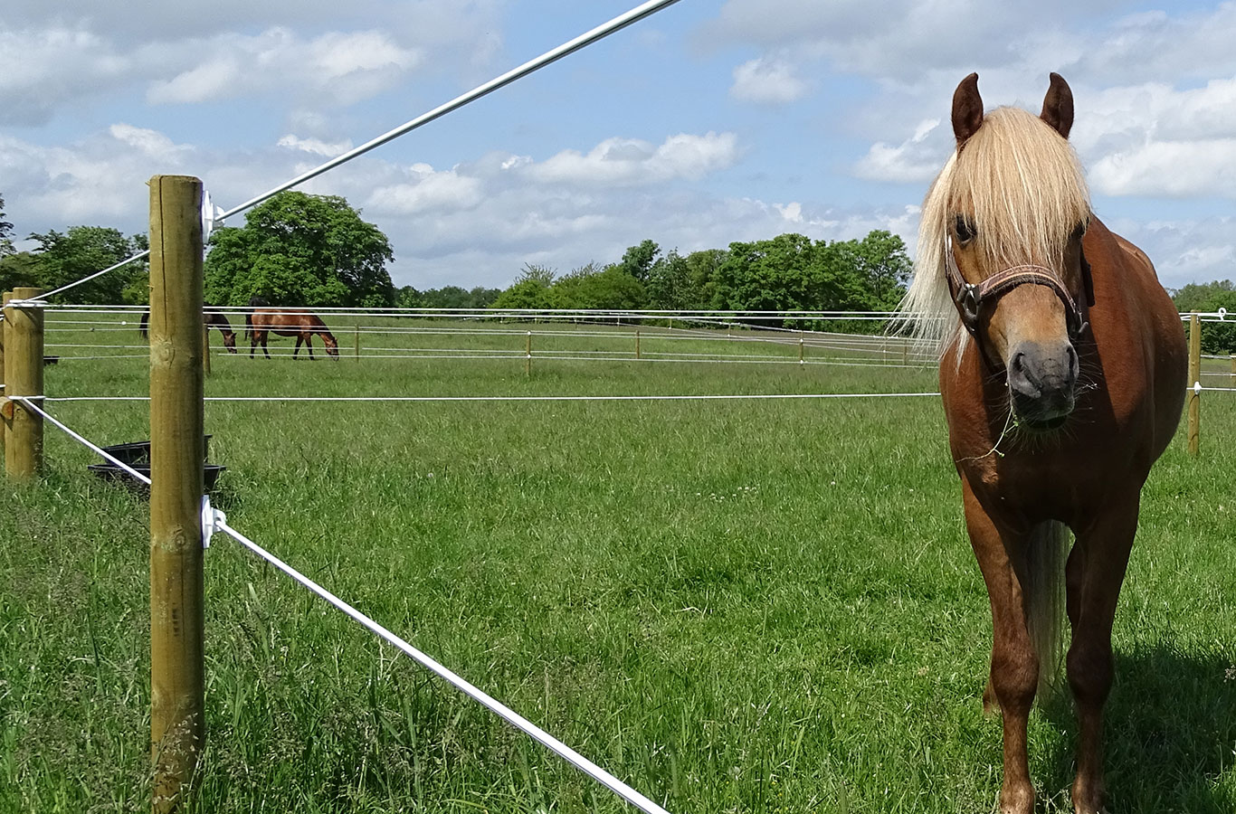 Een paard staat te kijken tussen de draden van een Hippolux elektrische afrastering. Op de achtergrond lopen twee andere paarden in hun eigen paddock.