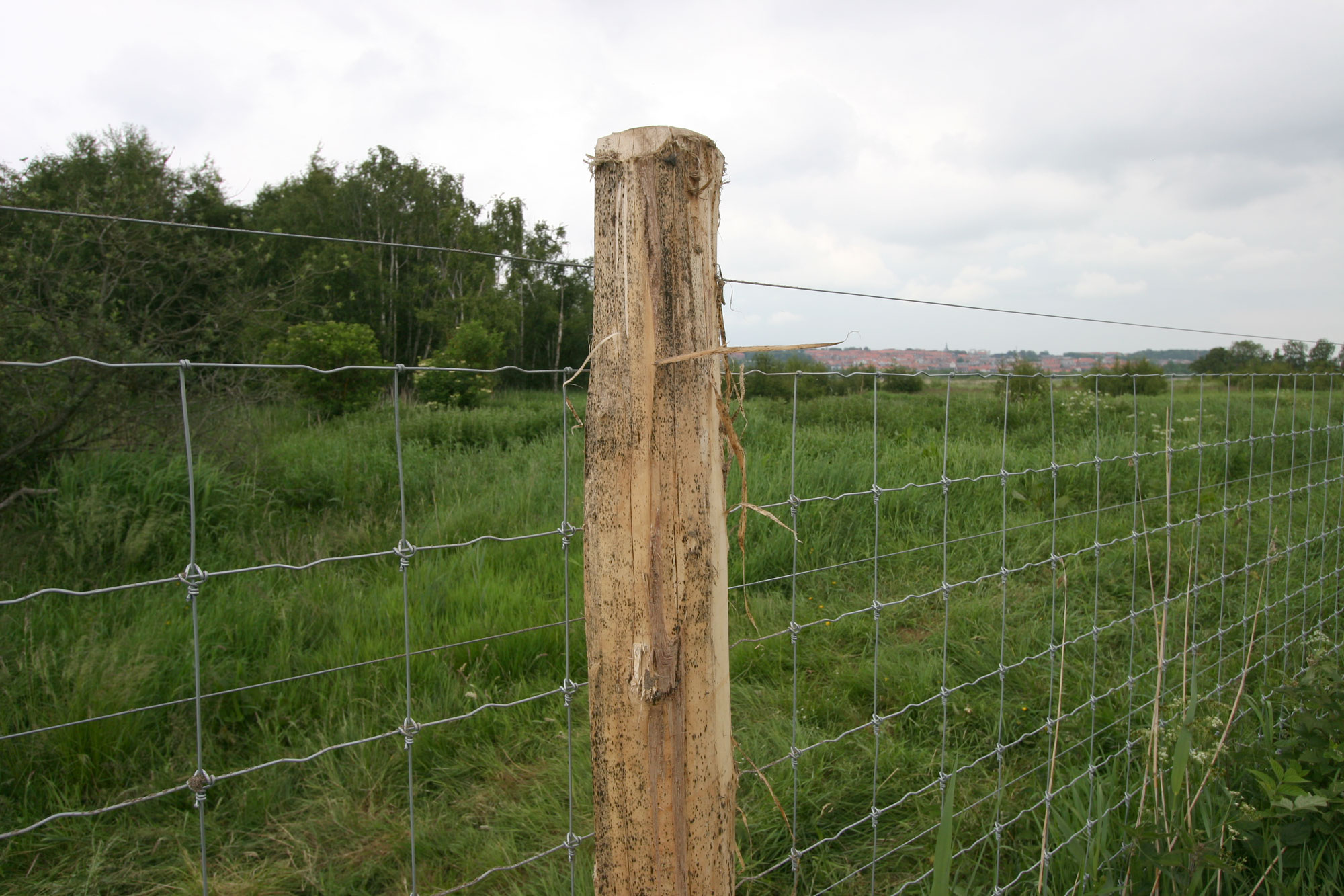 Supernet hekwerk gemonteerd op een hoge Robinia houten hekpaal.