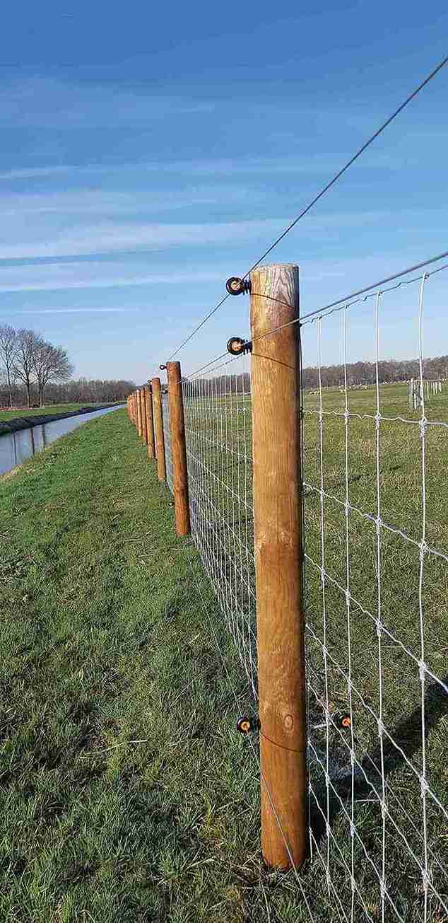 Een omheining met schapen is beveiligd tegen wolven met drie elektrische draden.