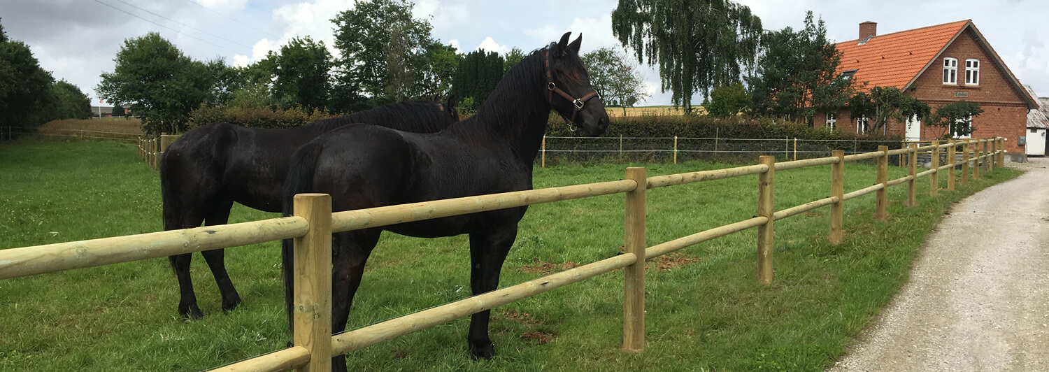 Twee zwarte paarden staan naast elkaar in een paardenstal.