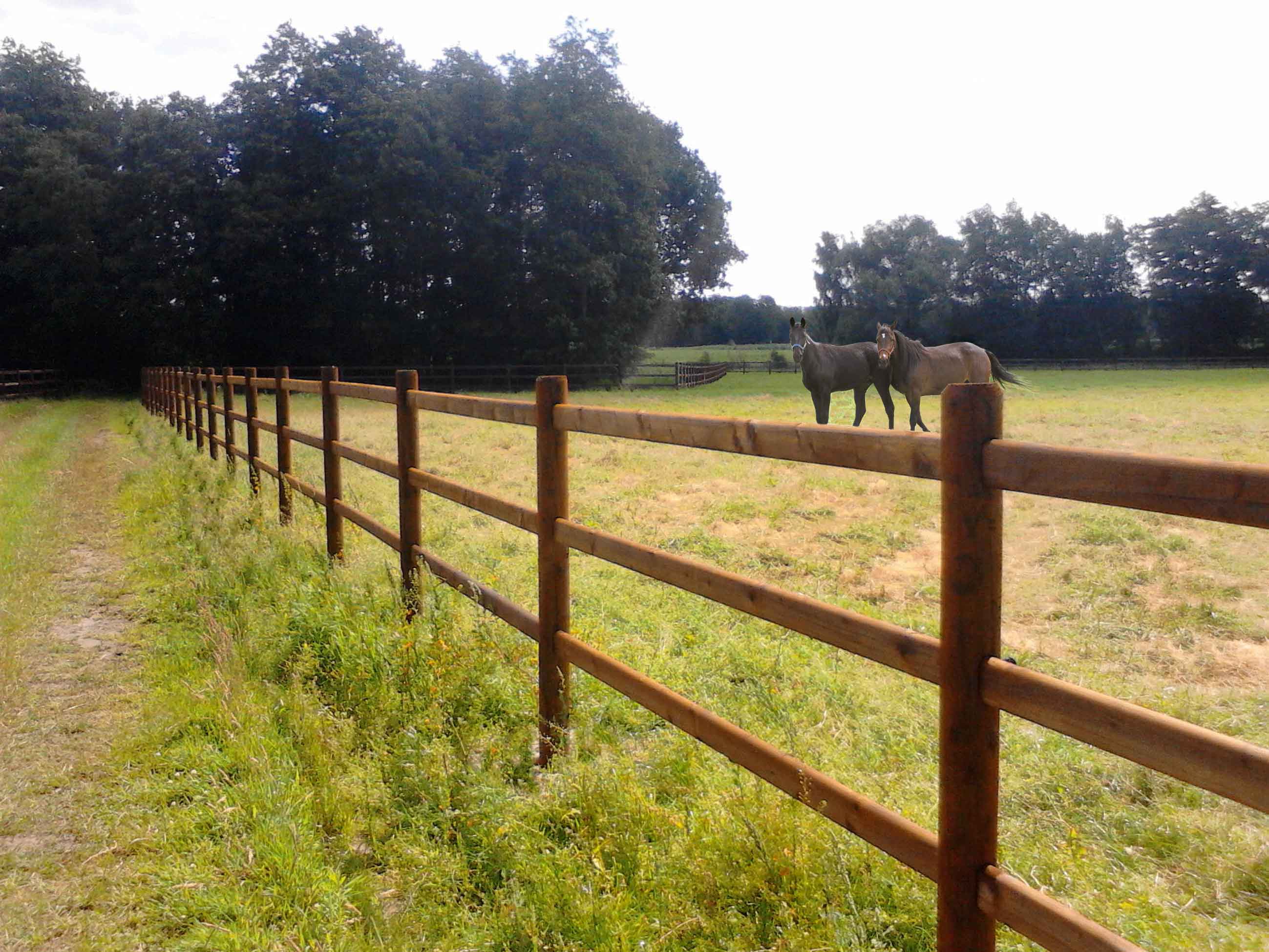 Twee paarden lopen samen in een paddock. De paardenomheining is een 3-rail paardenomheining.