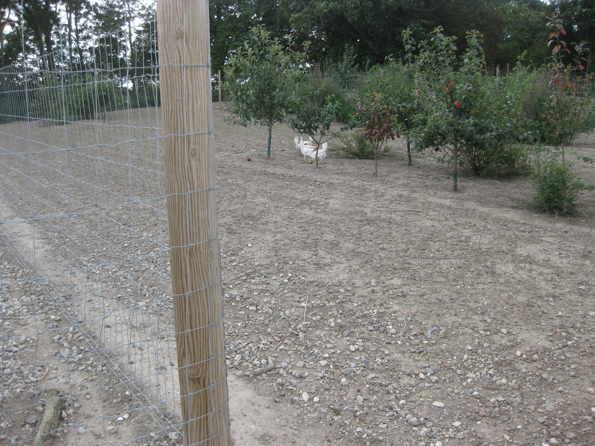 Een hoog hek zorgt ervoor dat een koppel kippen in hun hok blijft.