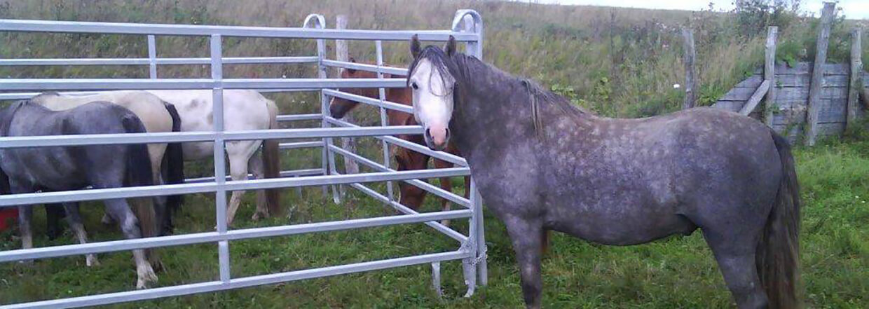 Drie paarden staan in een hok, terwijl twee andere paarden buiten het hok staan.