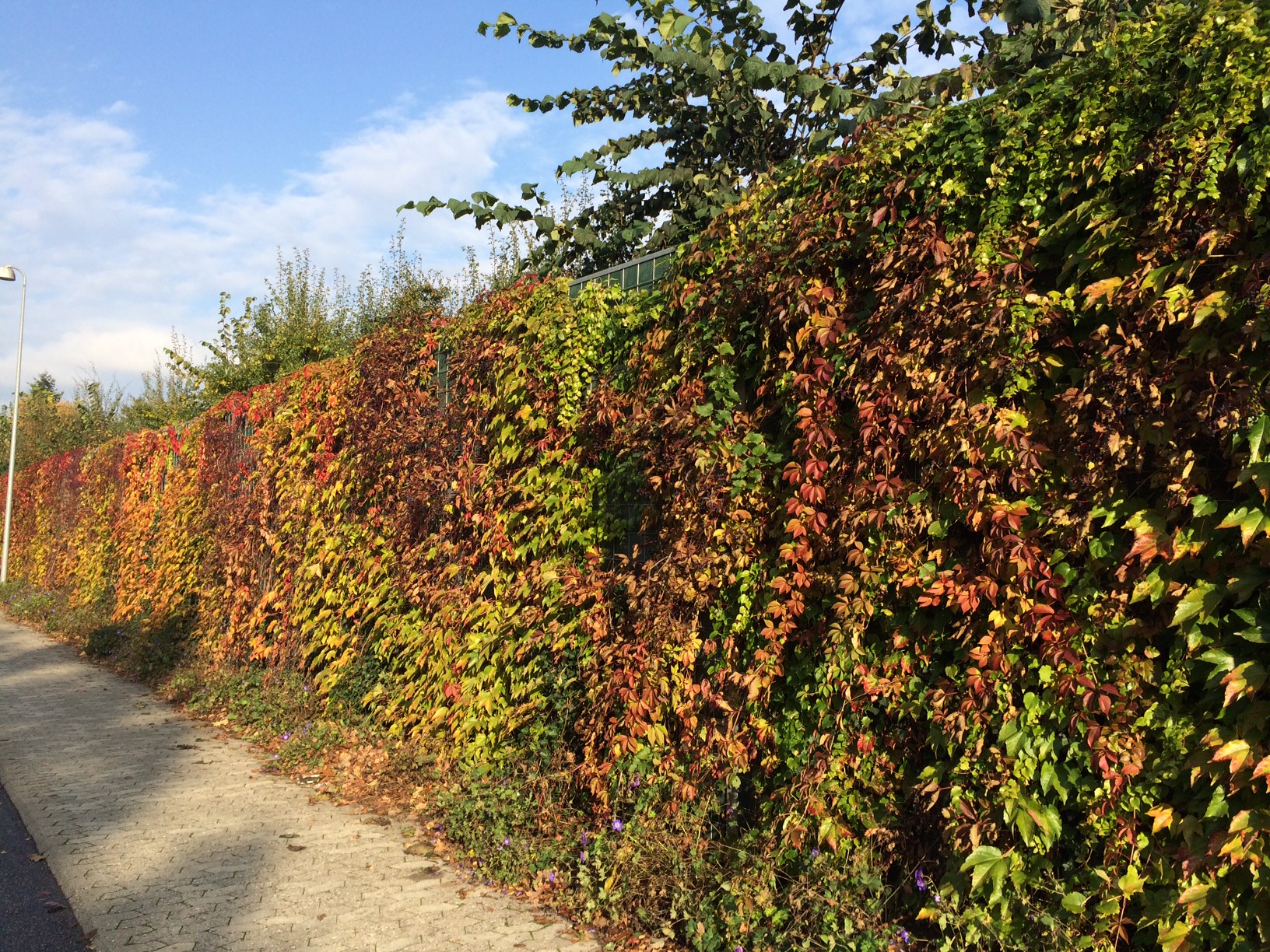 Een Noistop® Steel geluidsscherm van Poda Omheiningen naast een openbare weg bedekt met dichte begroeiing in herfstkleuren