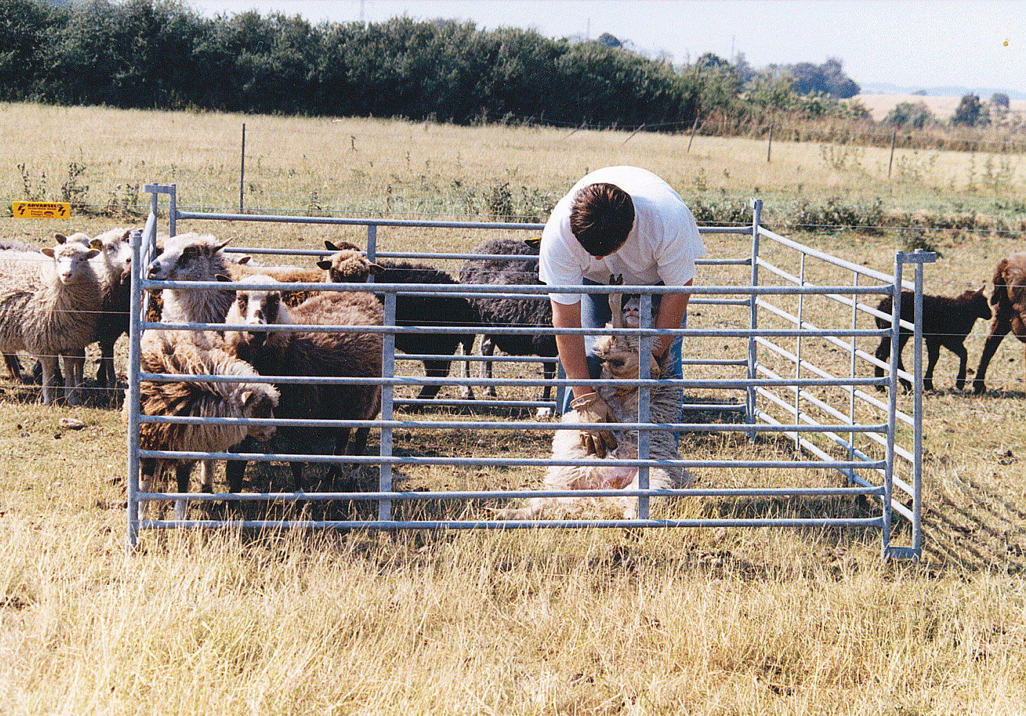 Een man staat in een gevangenis en onderzoekt de maag van een schaap.