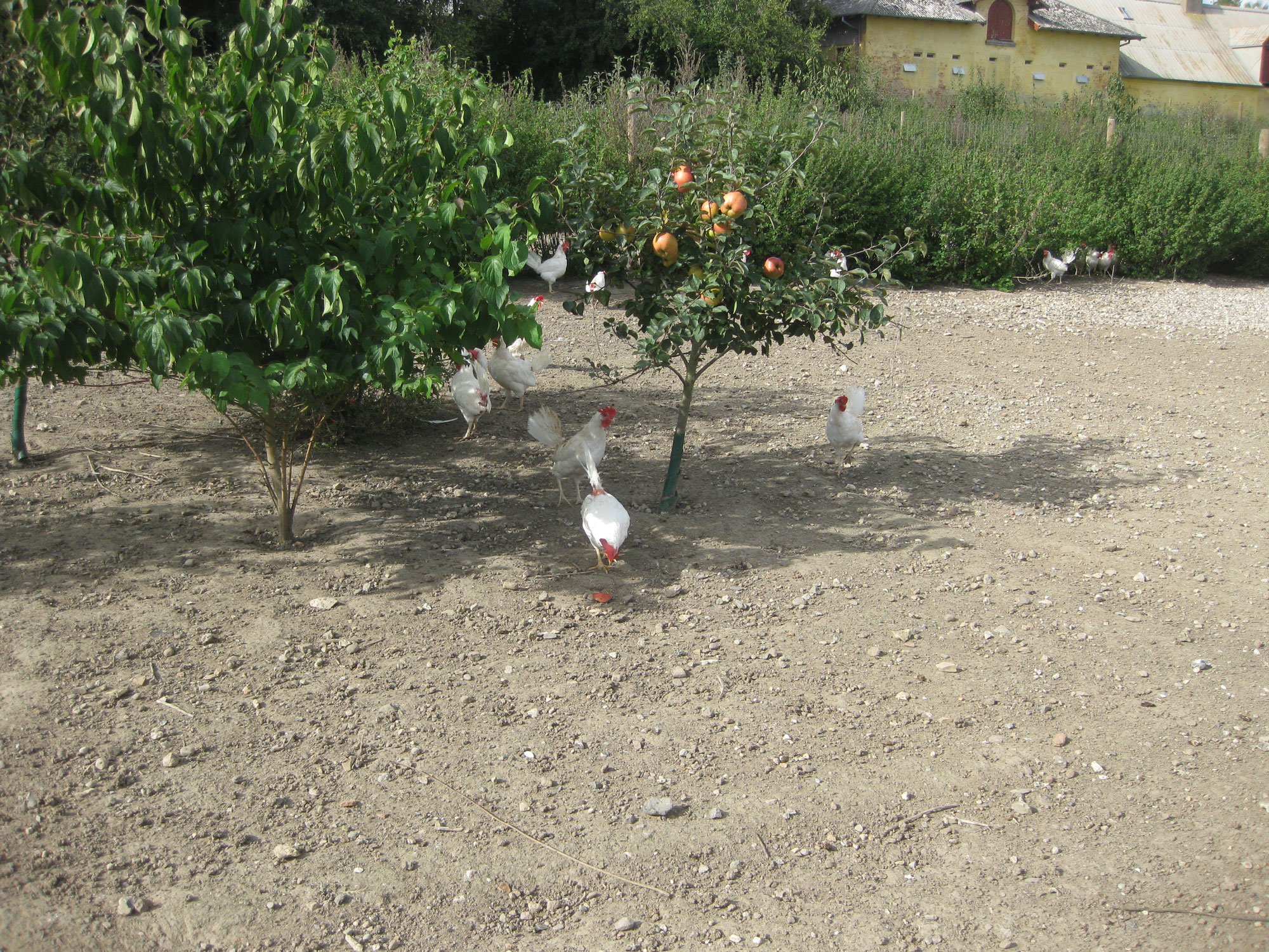 Een kudde kippen loopt tussen de fruitbomen en struiken.