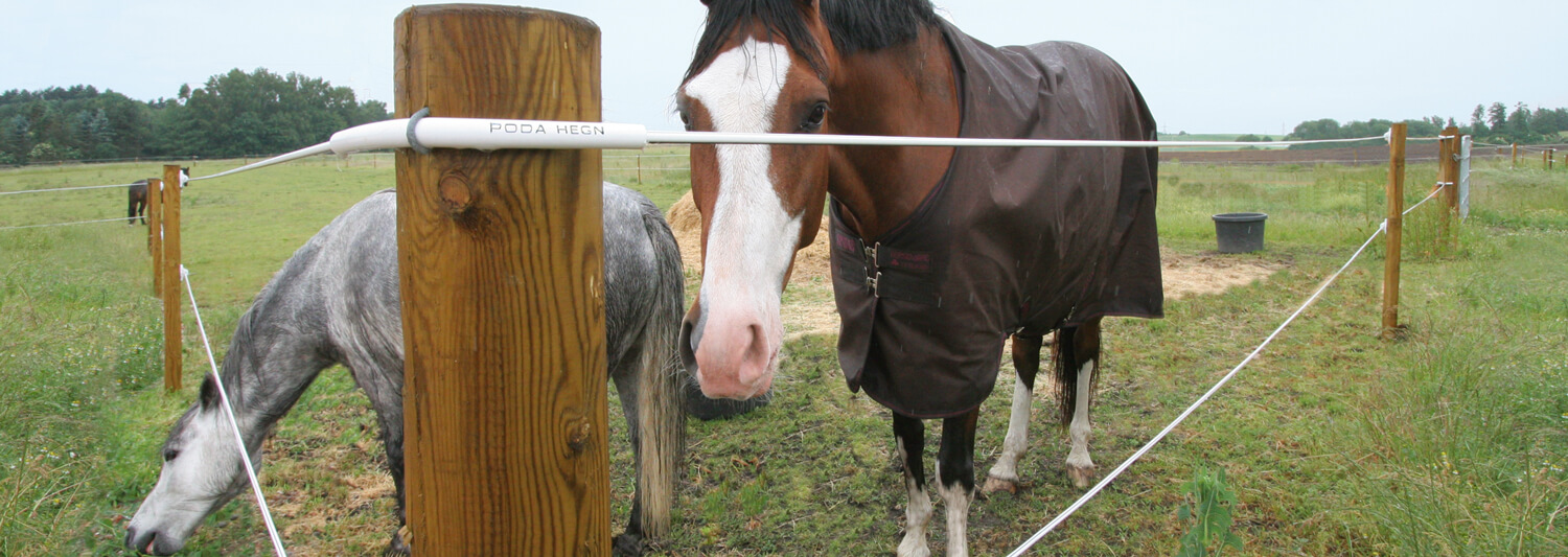 Twee paarden staan in de hoek van hun paddock. Eentje eet gras van de andere kant van het elektrische hek.