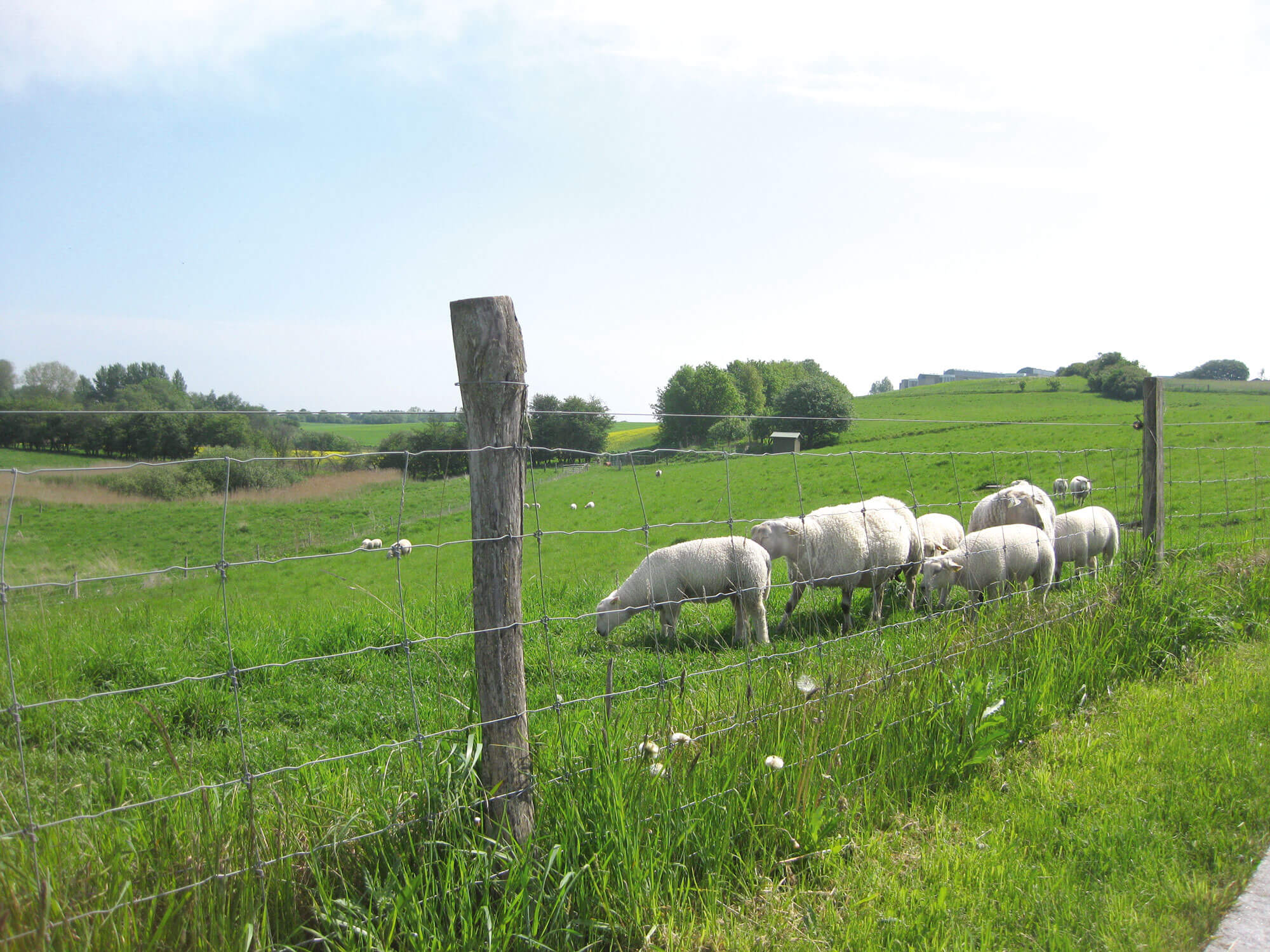 Een kudde schapen graast bij een nethek.