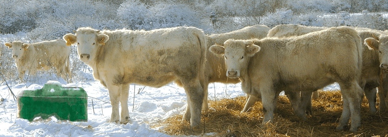 In een besneeuwd landschap staat een kudde witte koeien naast een geïsoleerde drinkbak