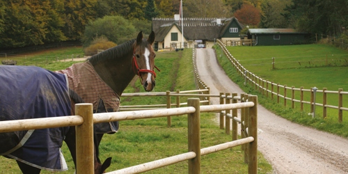 Een paard staat met opgeheven hoofd zijn omgeving te observeren, terwijl een ander paard graast. Beide paarden staan achter een paardenhek langs de oprijlaan van een landgoed.