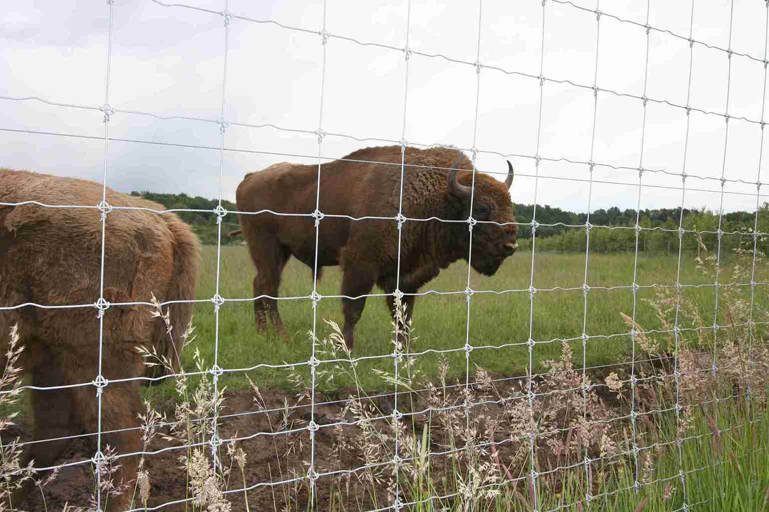 Twee bizons grazen in hun omheining.