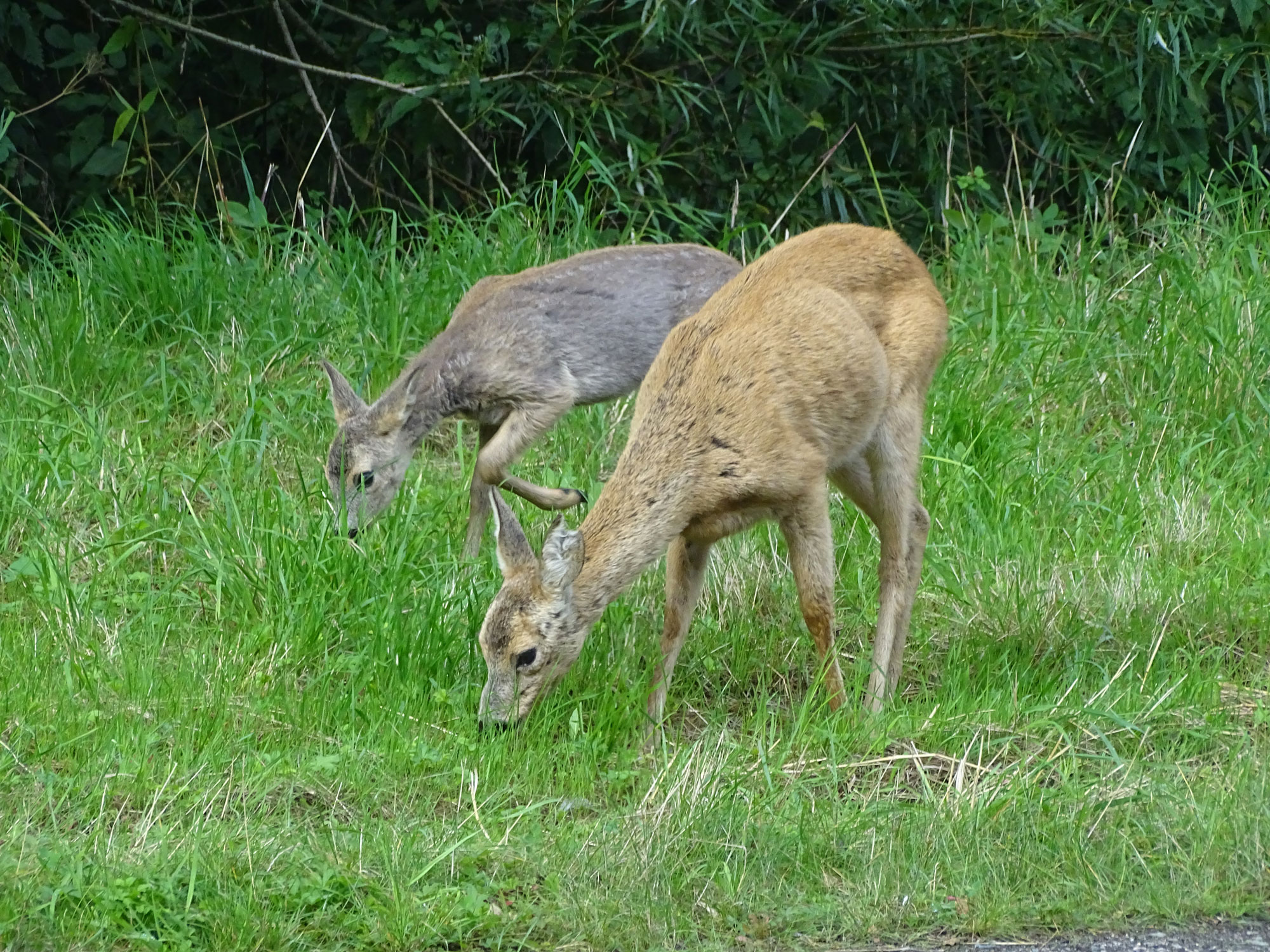 Twee herten lopen vredig gras te eten.