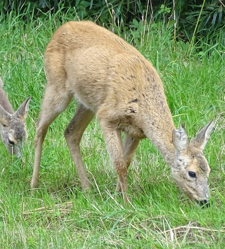 Twee herten lopen rustig en eten gras.