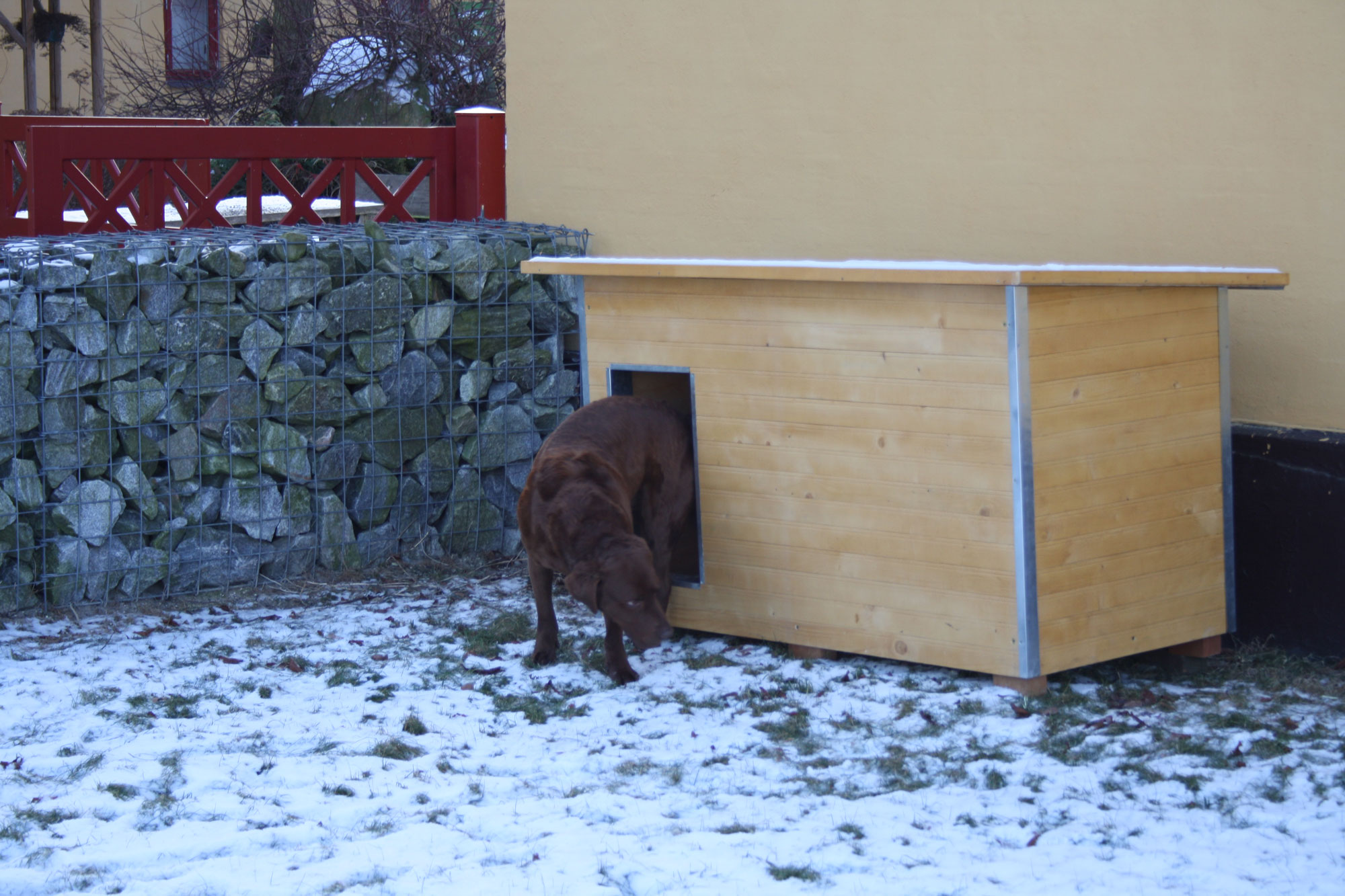 Een bruine Labrador komt uit zijn houten hondenhok. Het is winter en er ligt sneeuw op de grond.