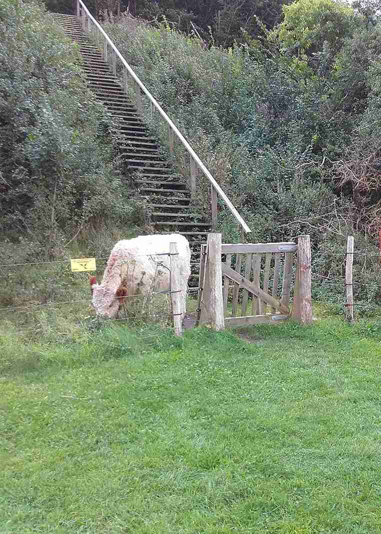 Een koe staat achter een elektrisch hek met een houten poort. Achter de koe loopt een trap een helling op