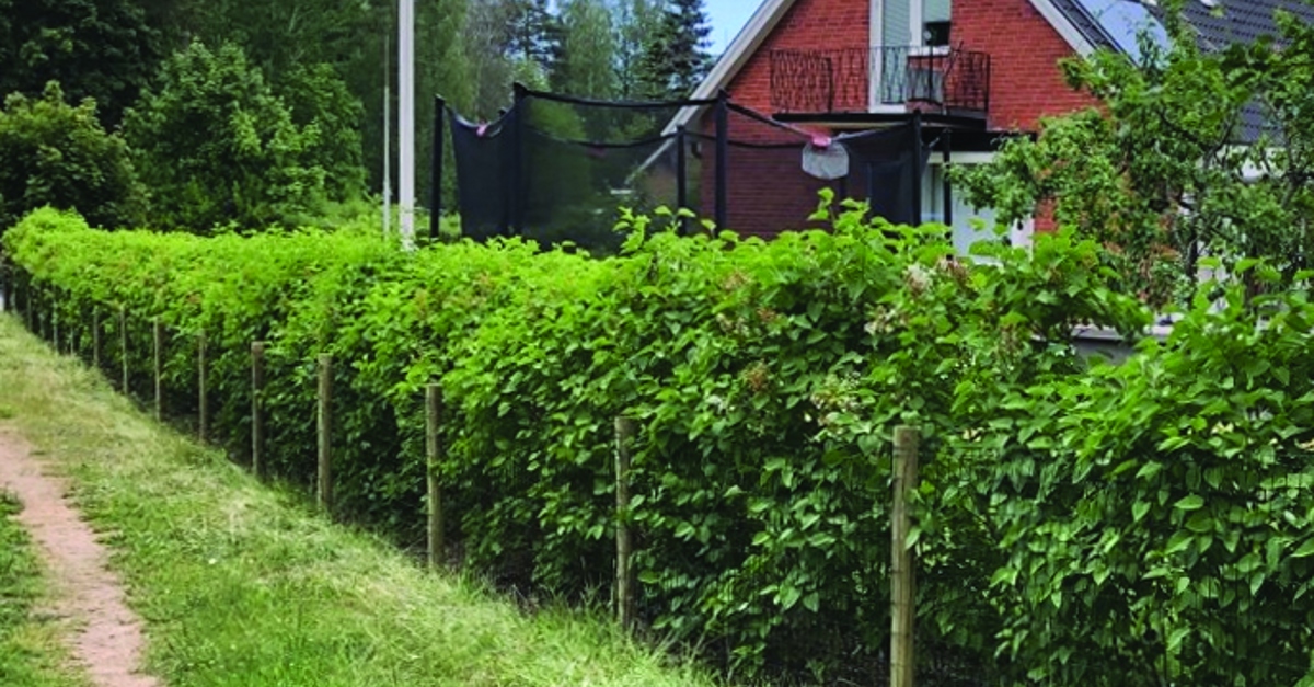 Gaas omheiningen - Postma Omheiningen en Hekwerken Gaas omheiningen - Postma Omheiningen en Hekwerken