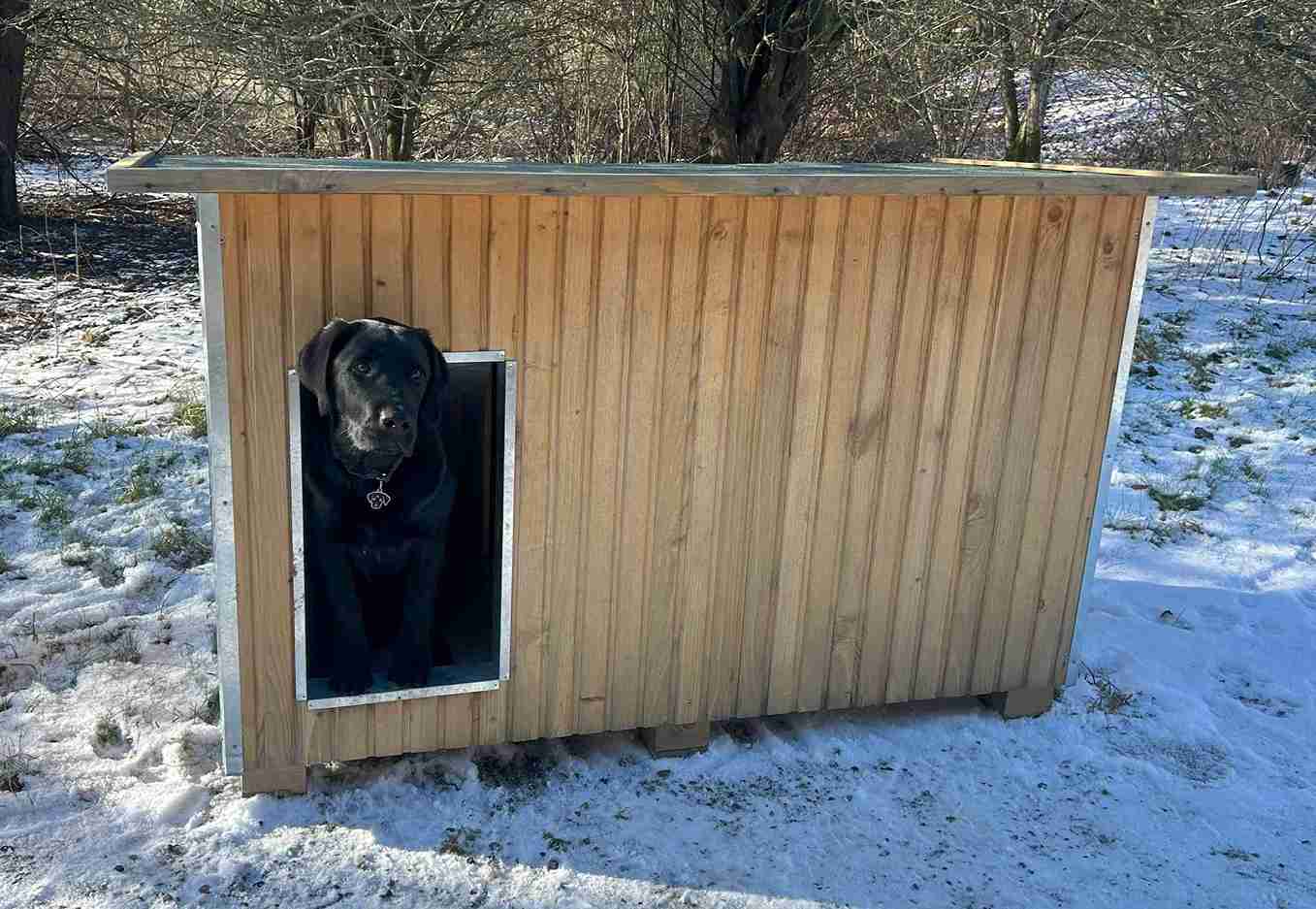 Zwarte hond kijkt uit een hondenhok in een winterlandschap met sneeuw op de grond.