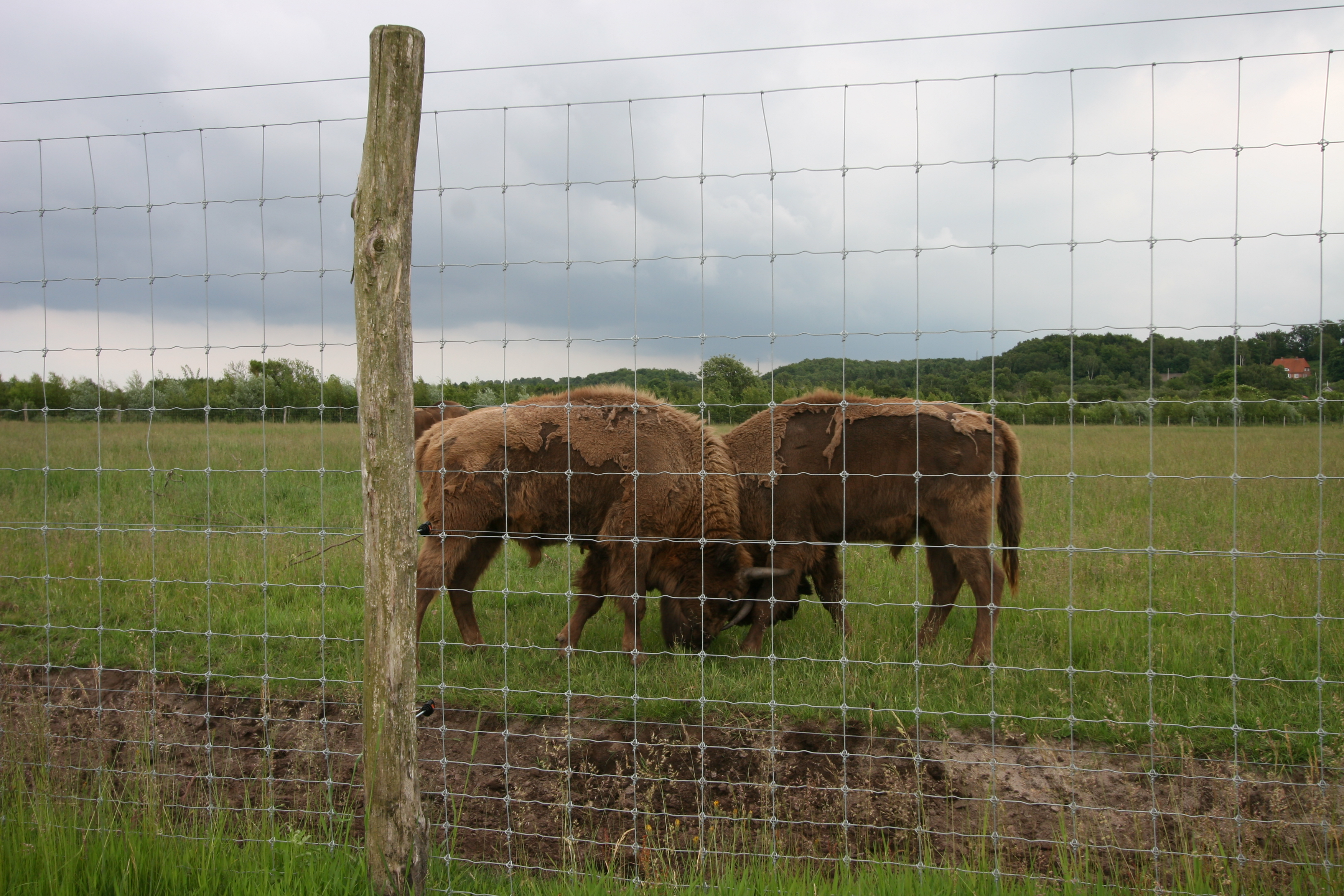 Twee bizons staan achter een hoge netomheining in een dierentuin.