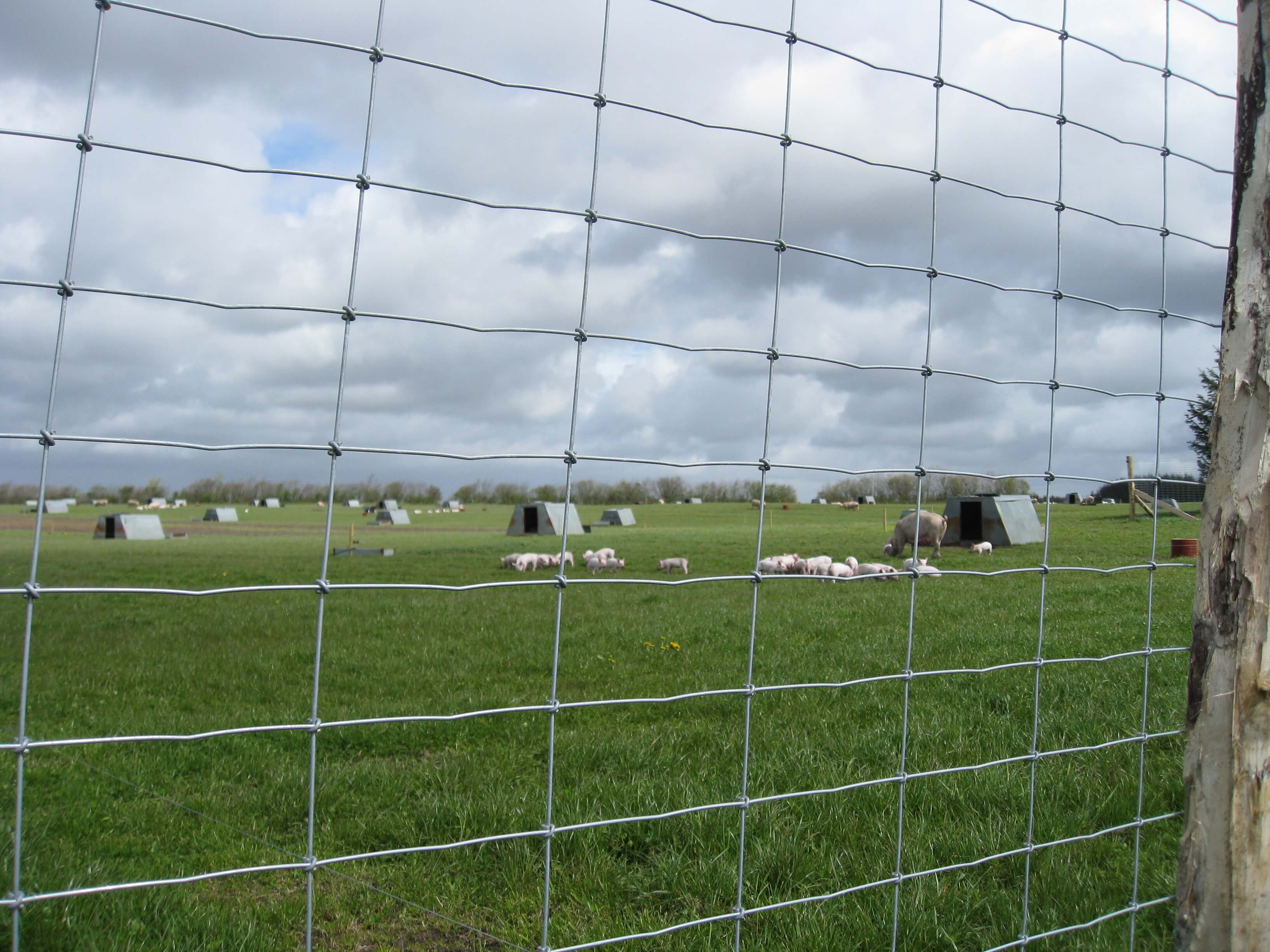 Door een nethek ziet u verschillende groepen loslopende varkens in een buitenverblijf.