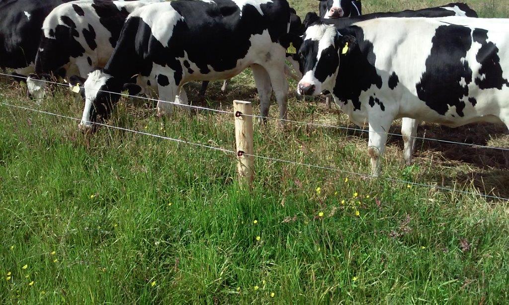 Een kudde koeien graast bij het elektrische hek van de paddock.