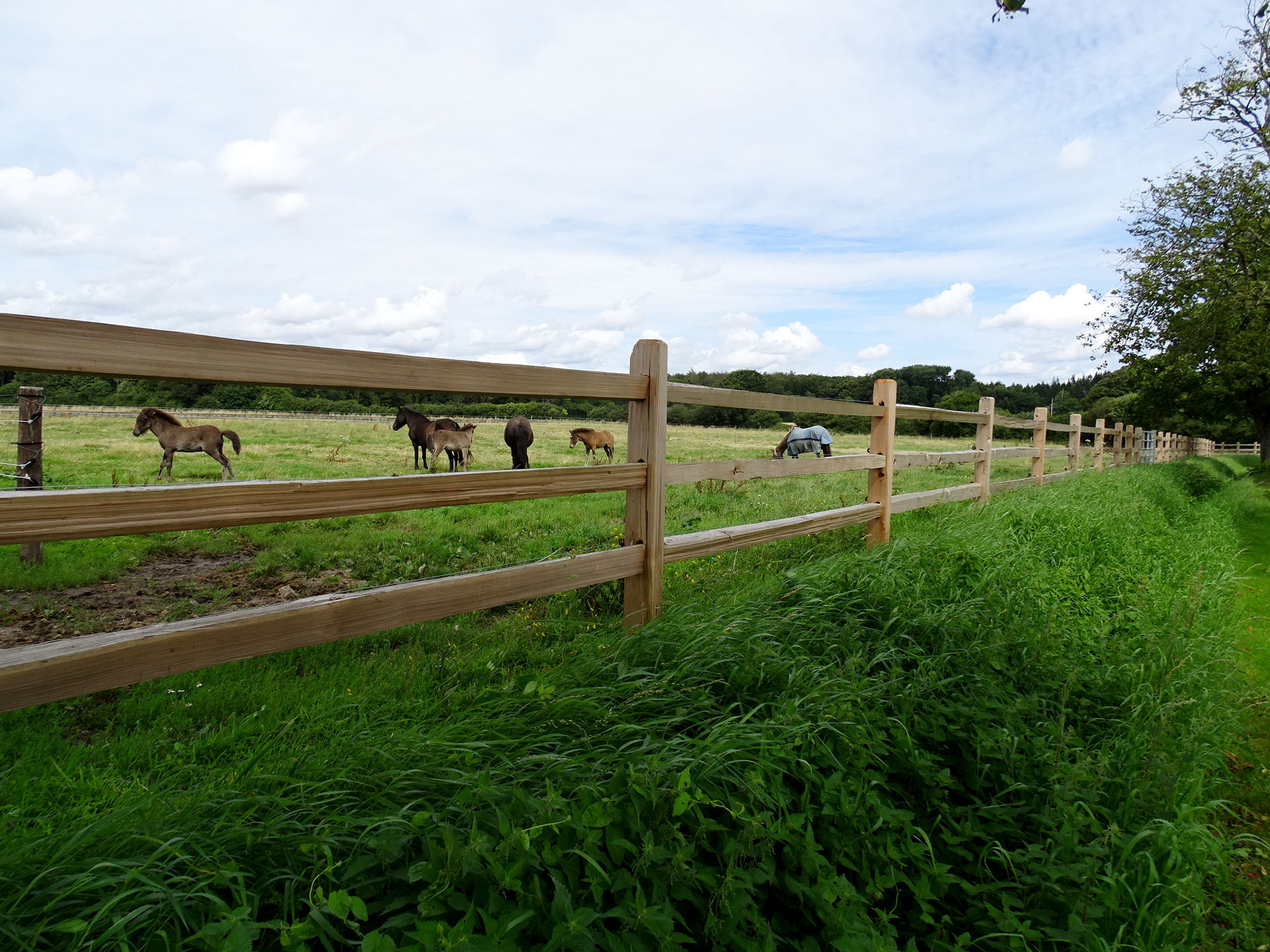 Tussen de latten van een rustiek paardenhek grazen enkele paarden en veulens in een paardenweide.