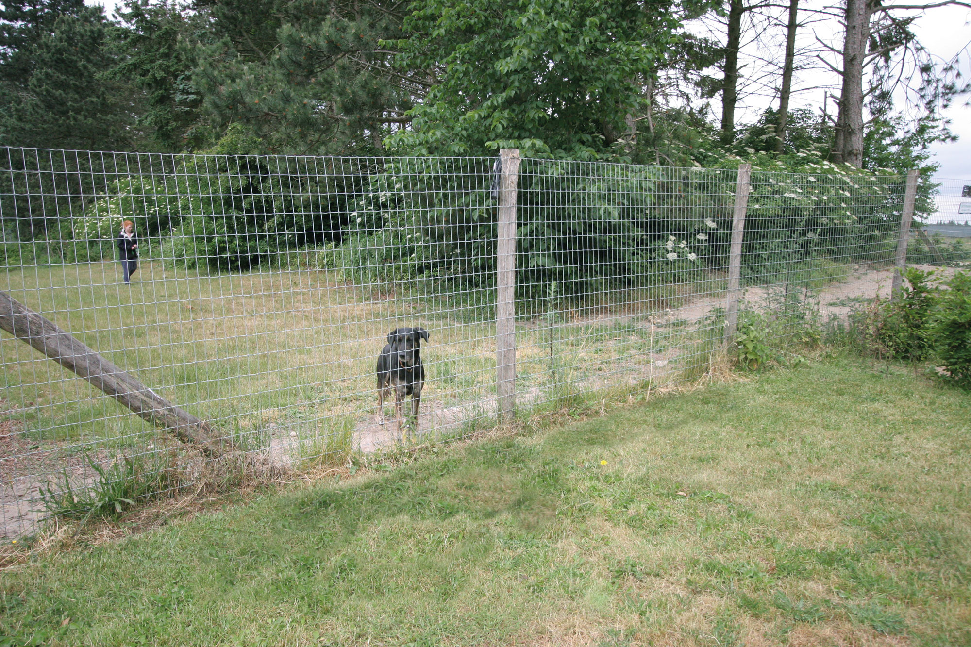 Een zwarte hond staat door het hek van de ren naar buiten te kijken.