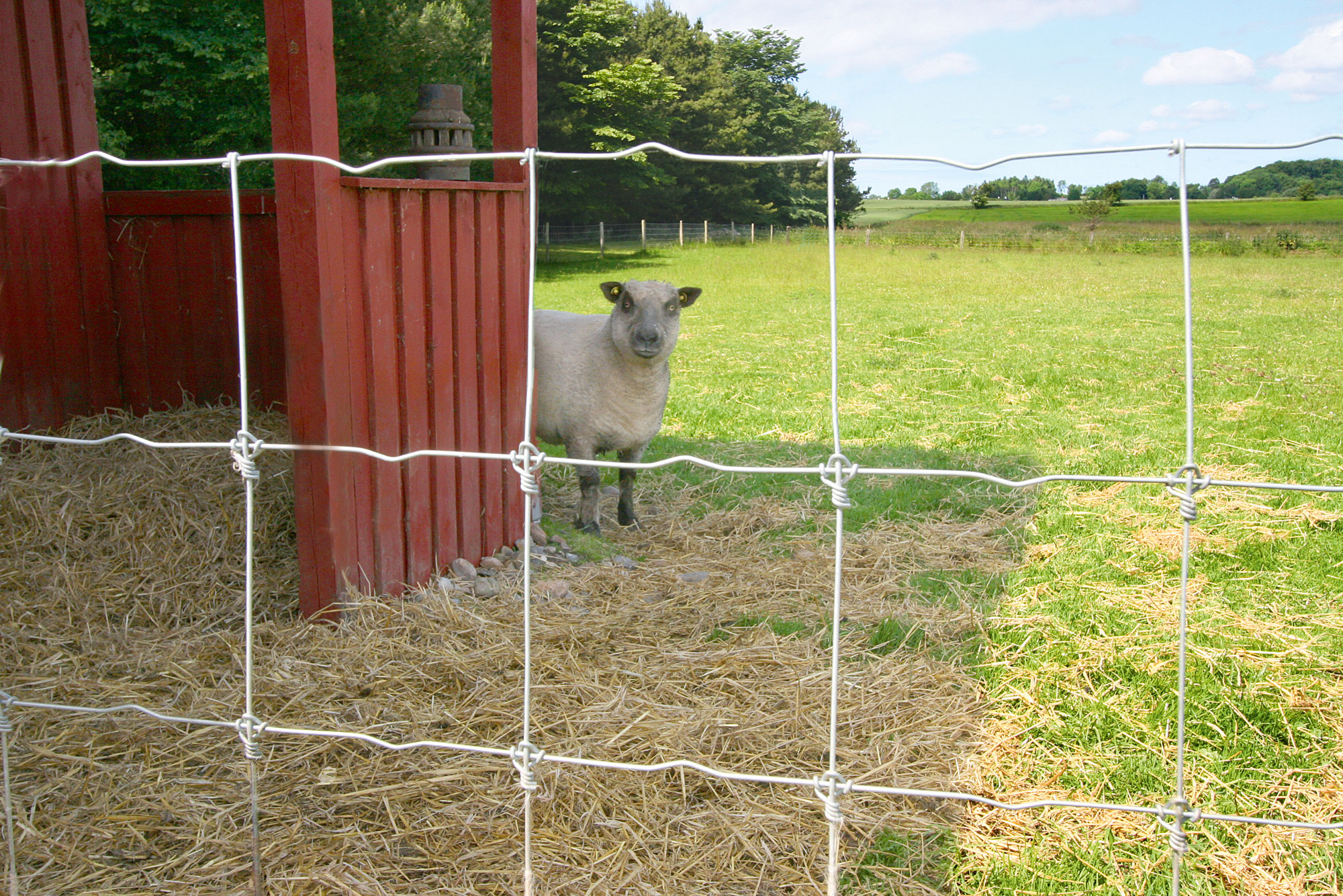 Hoes belasting Schotel Schapen hek en afrastering voor geiten